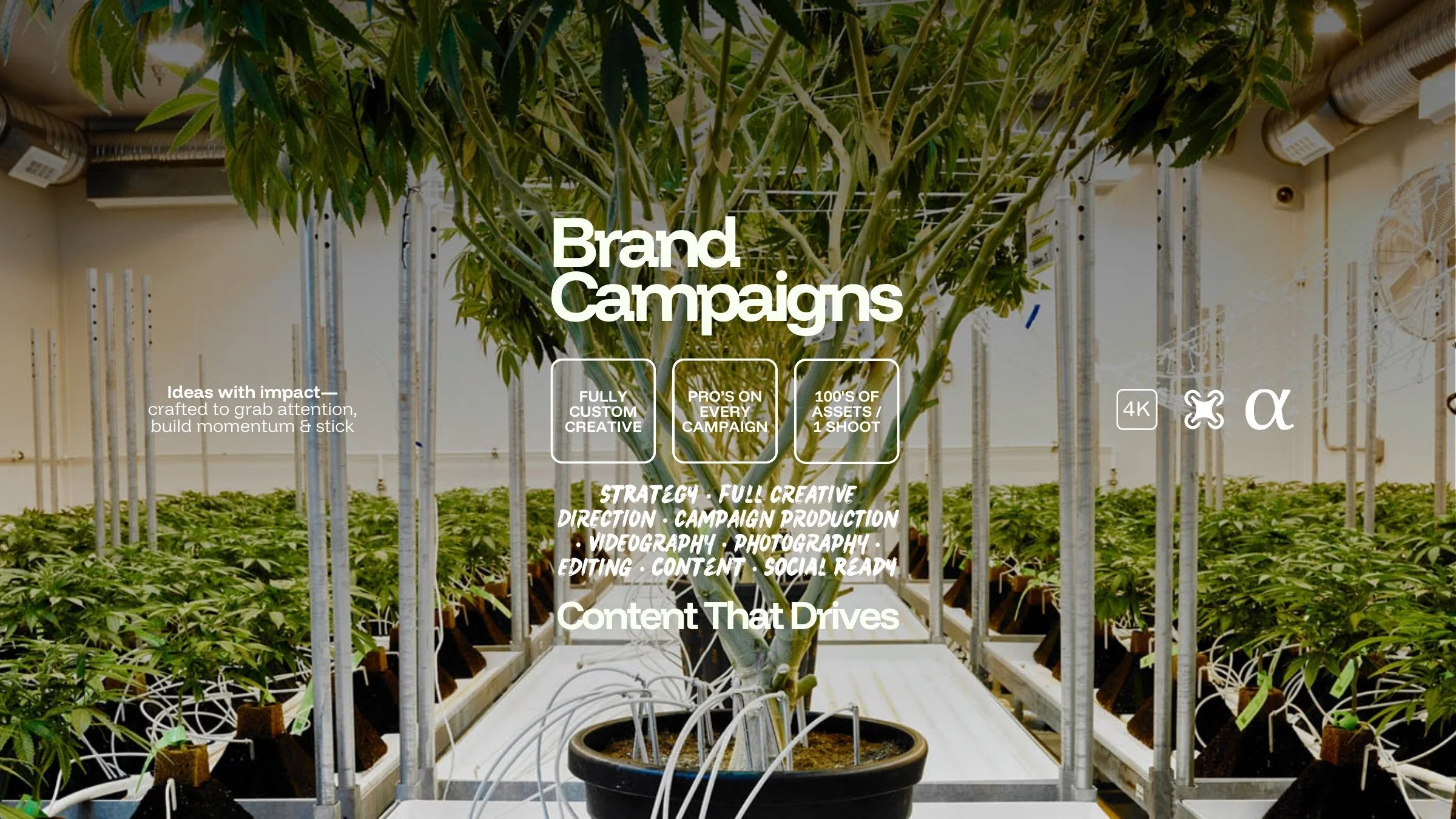An image  of plants in a medical cannabis production facility - with text overlayed promoting video campaign production