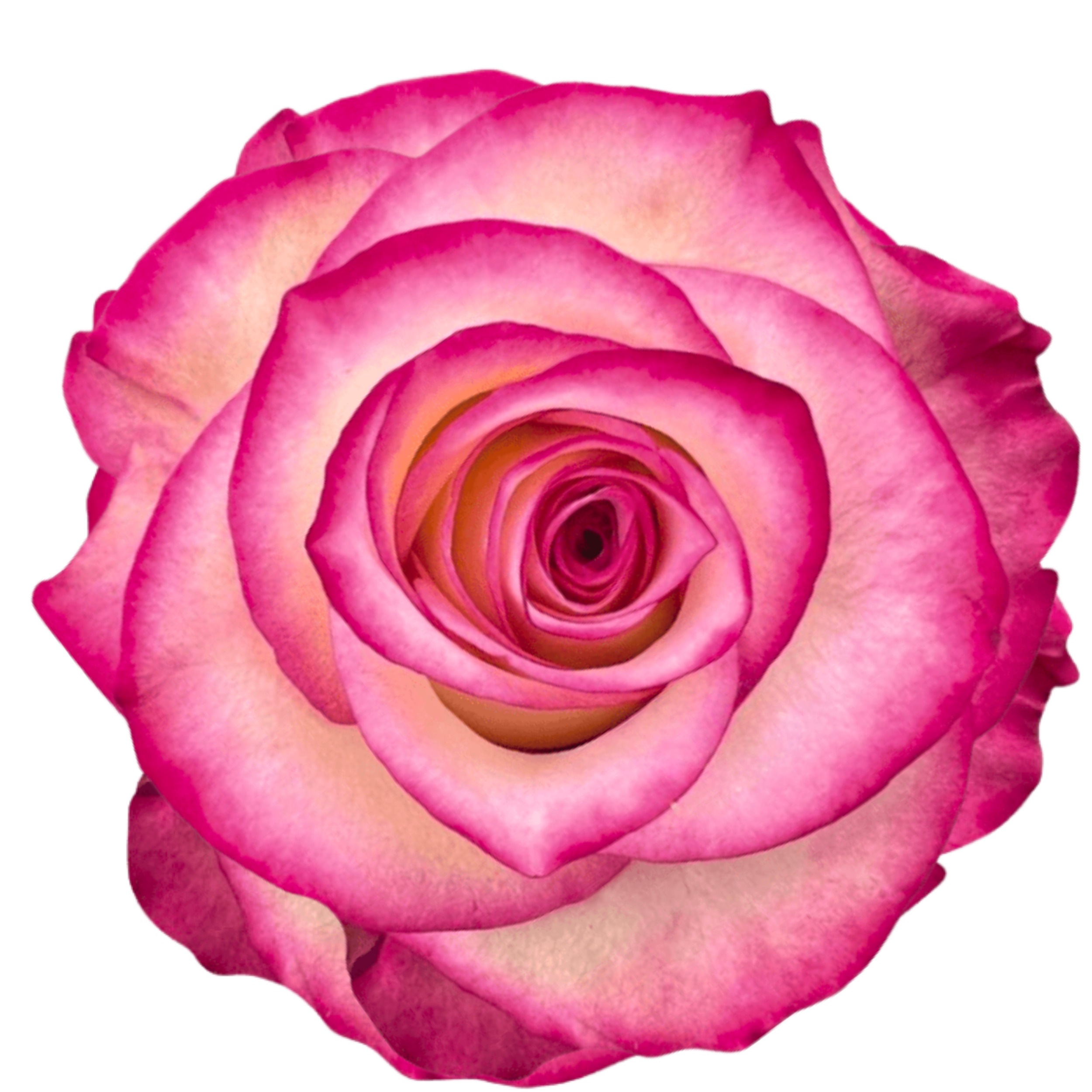 PALOMA 
Close-up of a pink and yellow rose with layered petals.