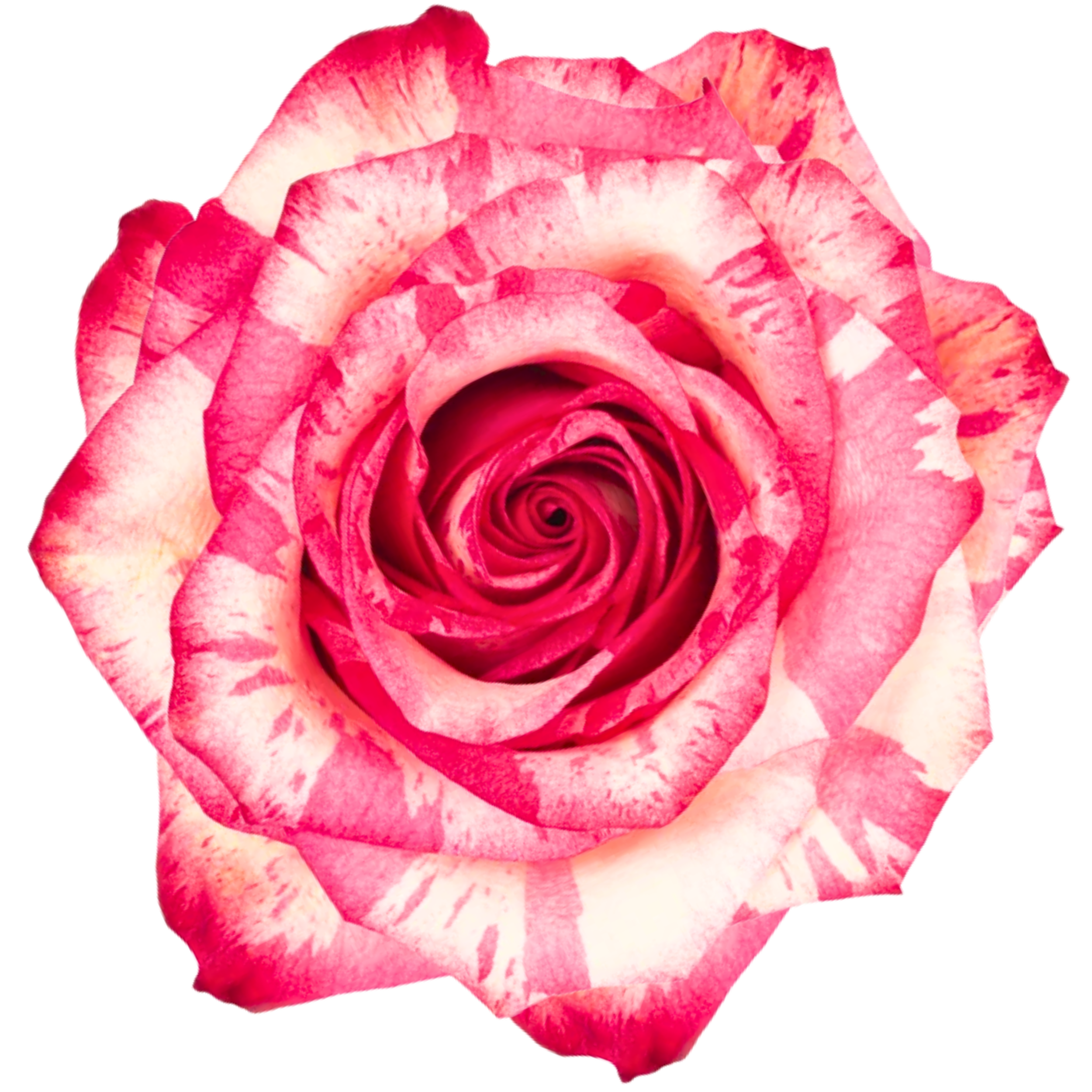 MAGIC TIMES 
Close-up of a pink and red rose with detailed petals against a black background.