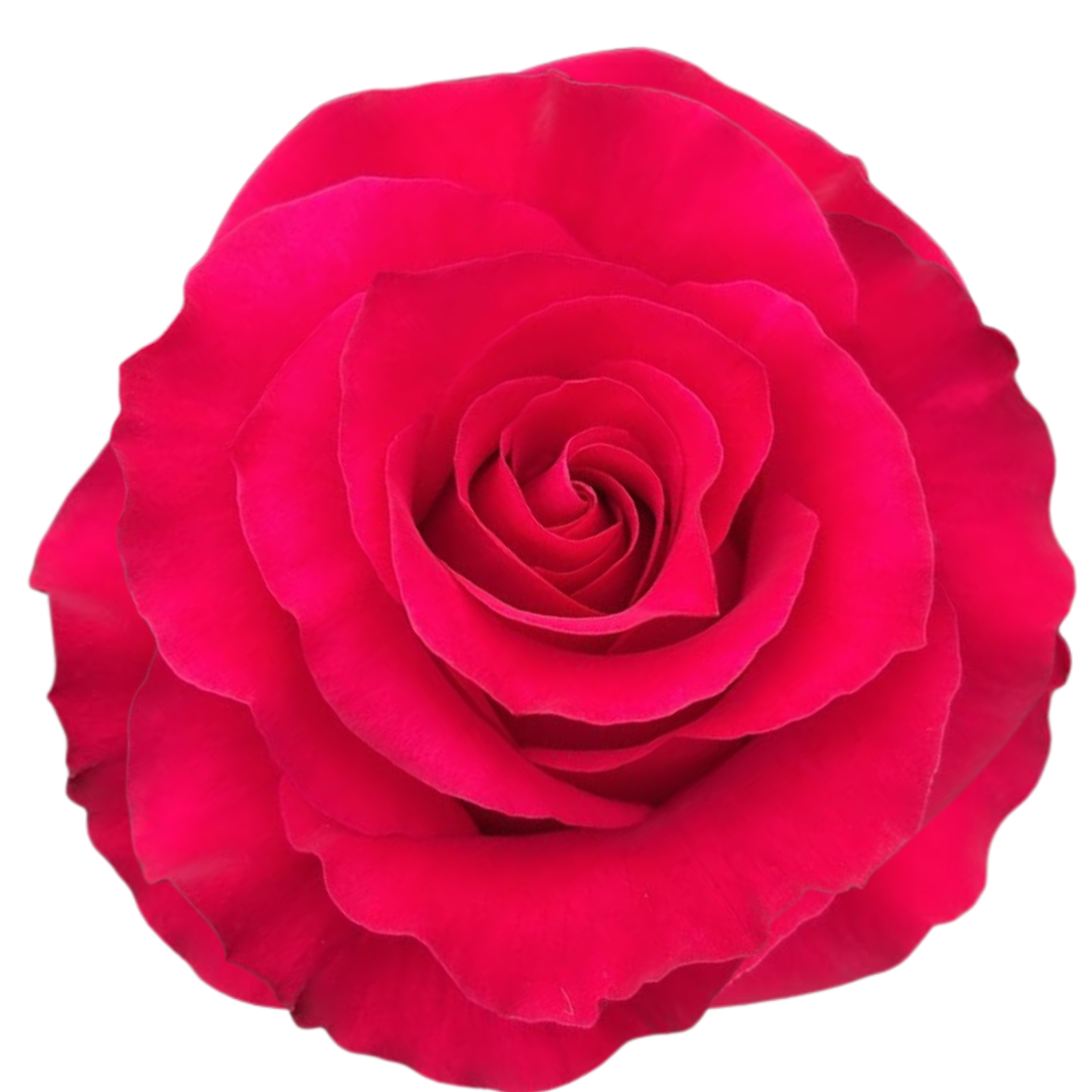 PINK FLOYD 
Close-up of a vibrant pink rose with layered petals.