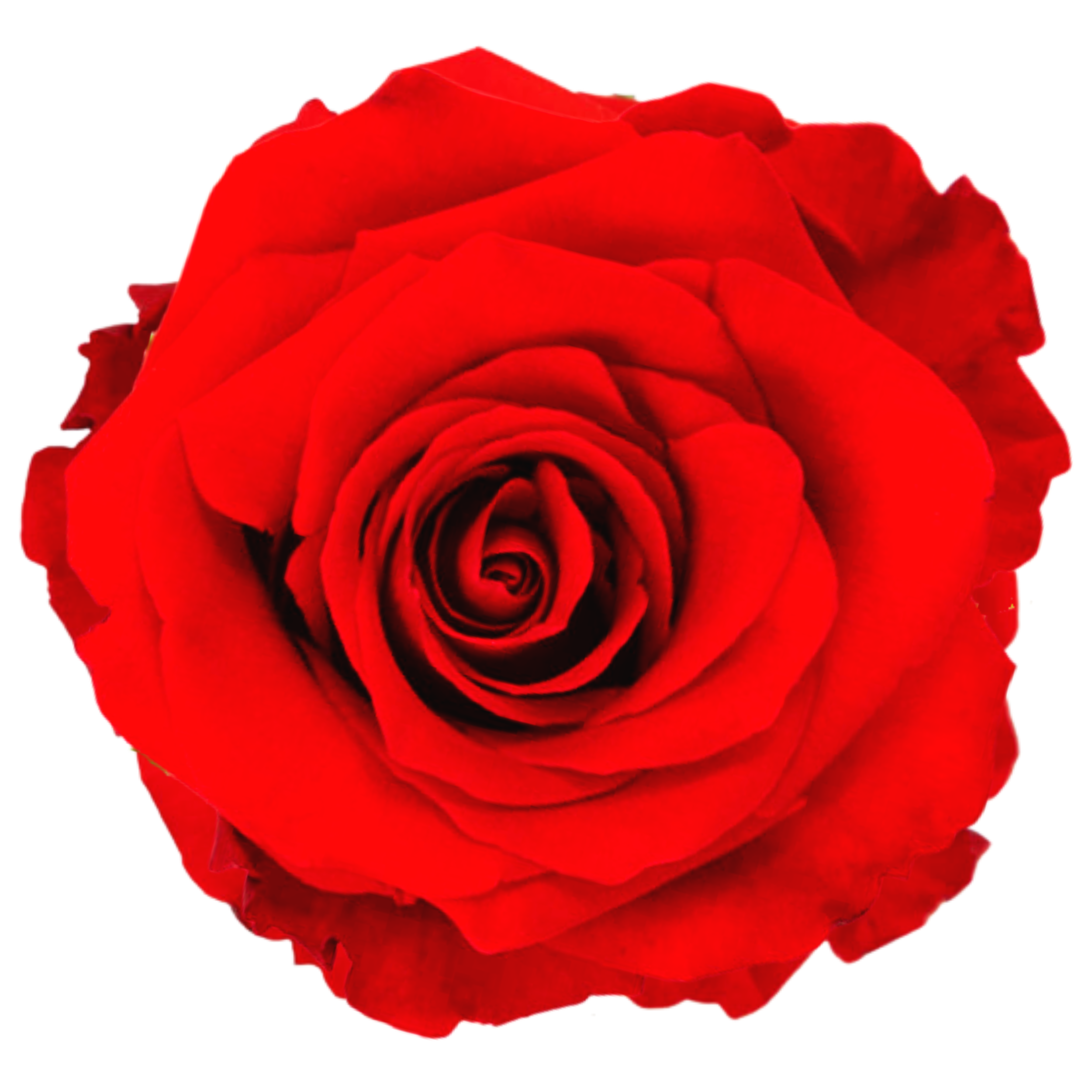 NINA 
Close-up of a red rose showing its delicate petals.
