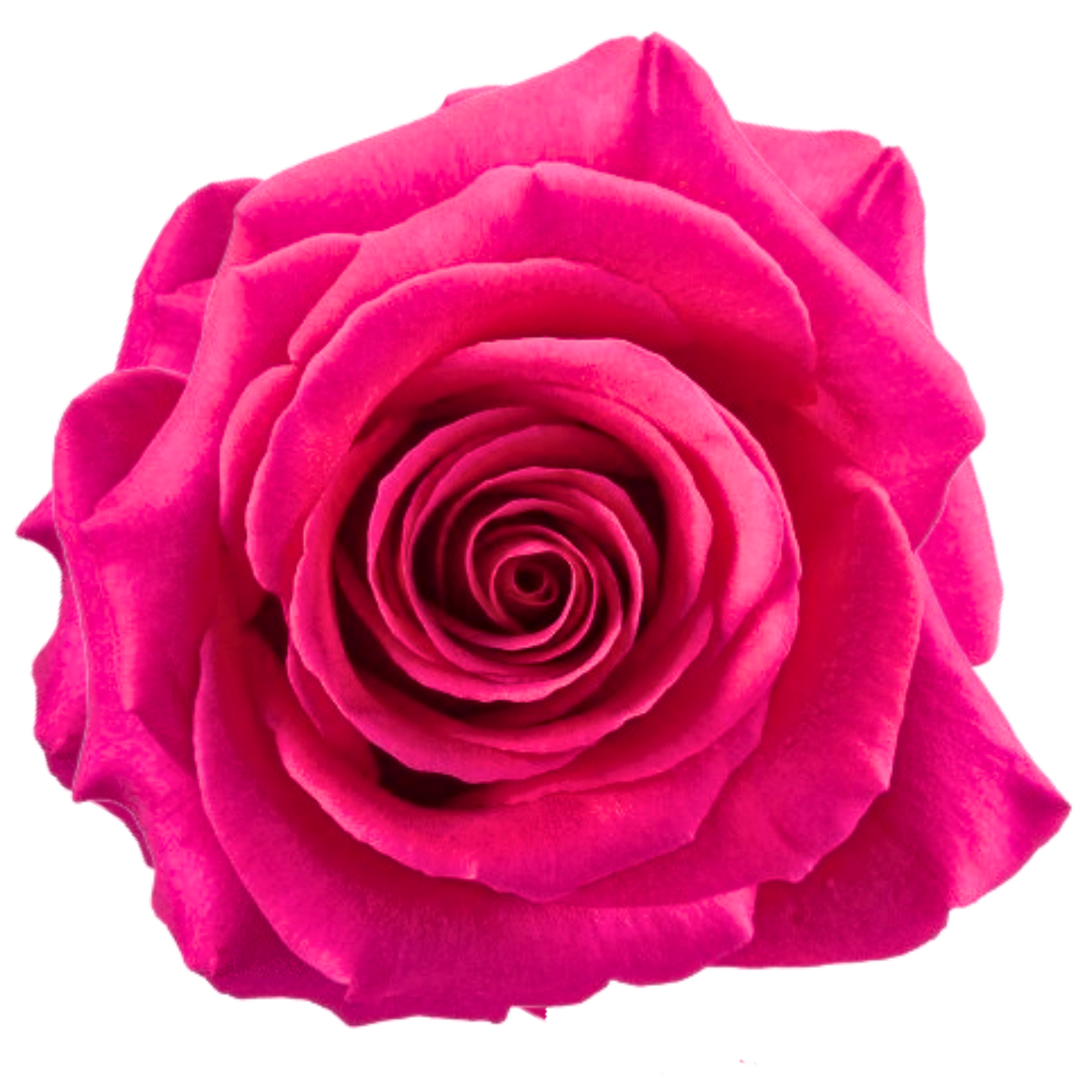 LOLA 
Close-up of a pink rose with velvety petals.