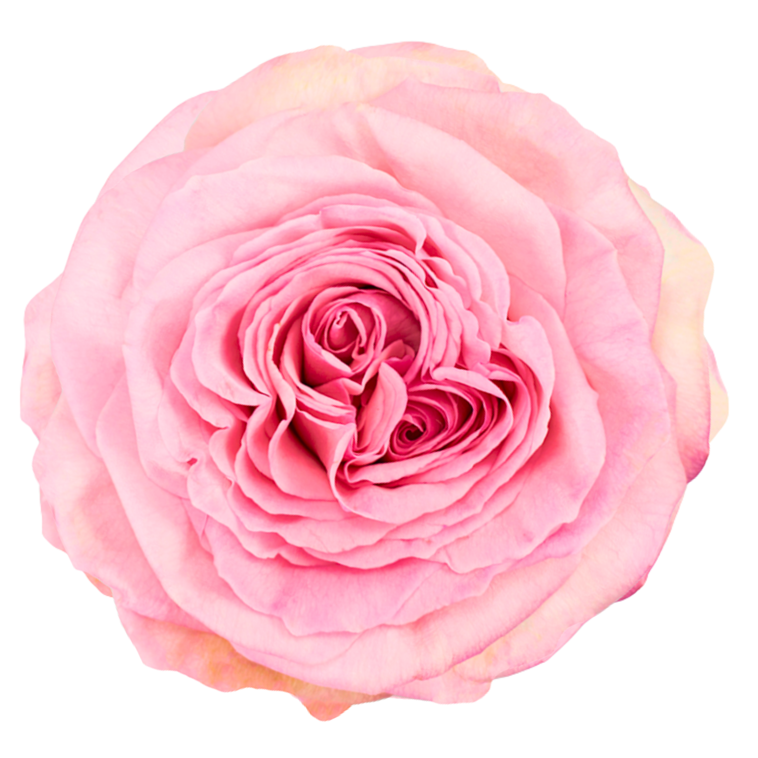 PINK OHARA 
Close-up of a pink rose flower with detailed petals.