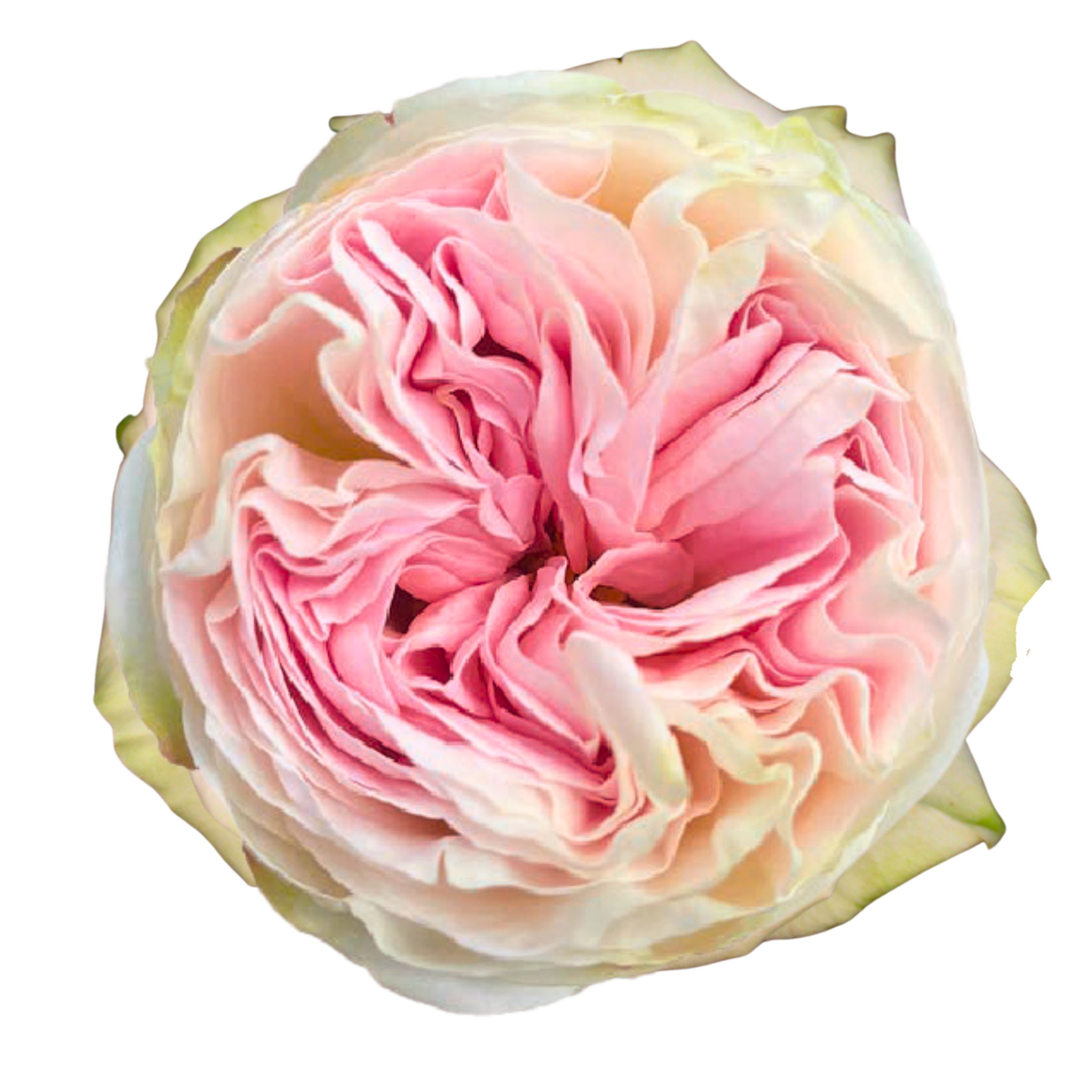 LORENA SUMMERHOUSE 
Close-up of a peach-colored flower with ruffled petals on a black background.