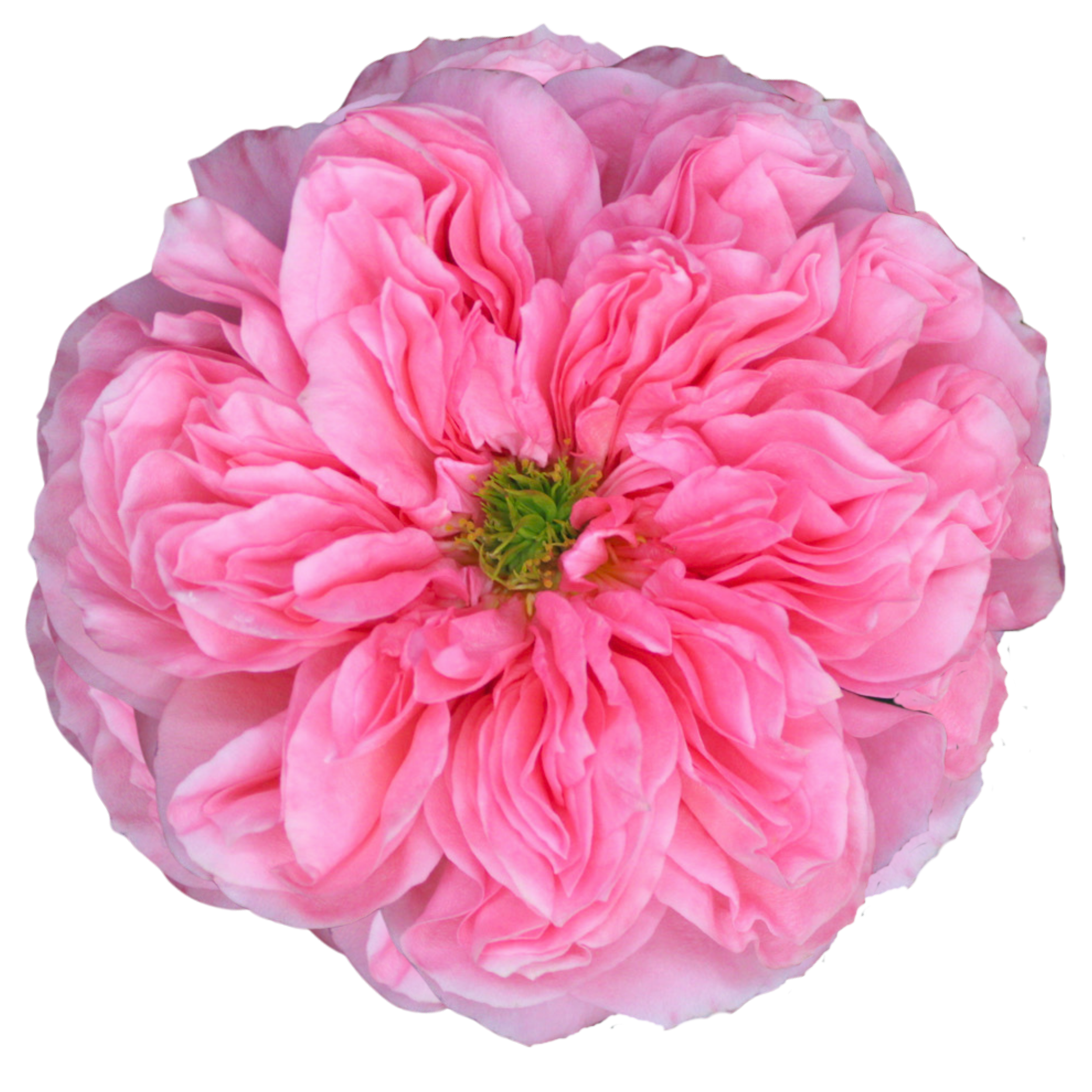 CANDY XPRESSION 
Close-up of a pink, ruffled flower with green center against a black background.