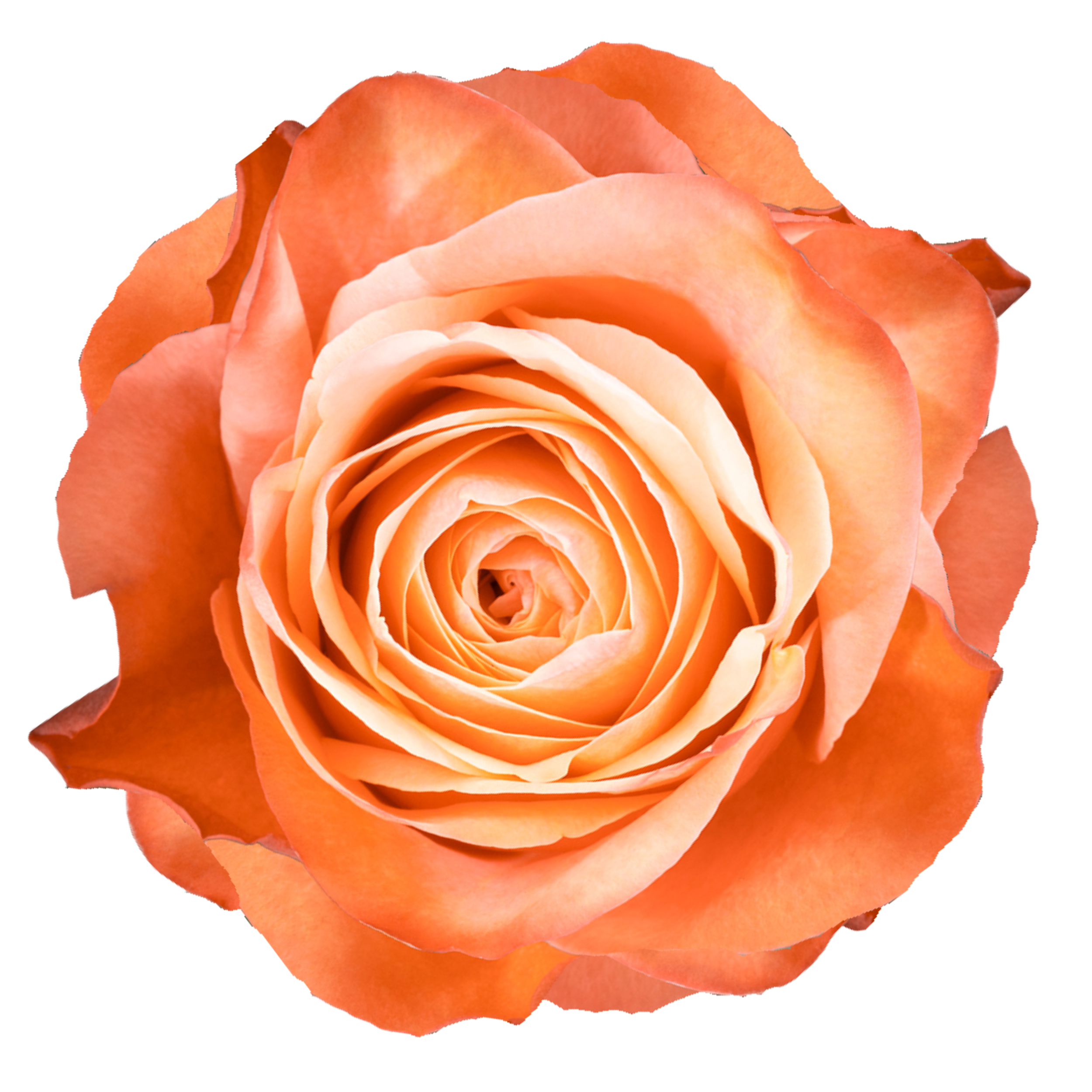 KAHALA A close-up photo of a peach-colored rose with soft, layered petals.