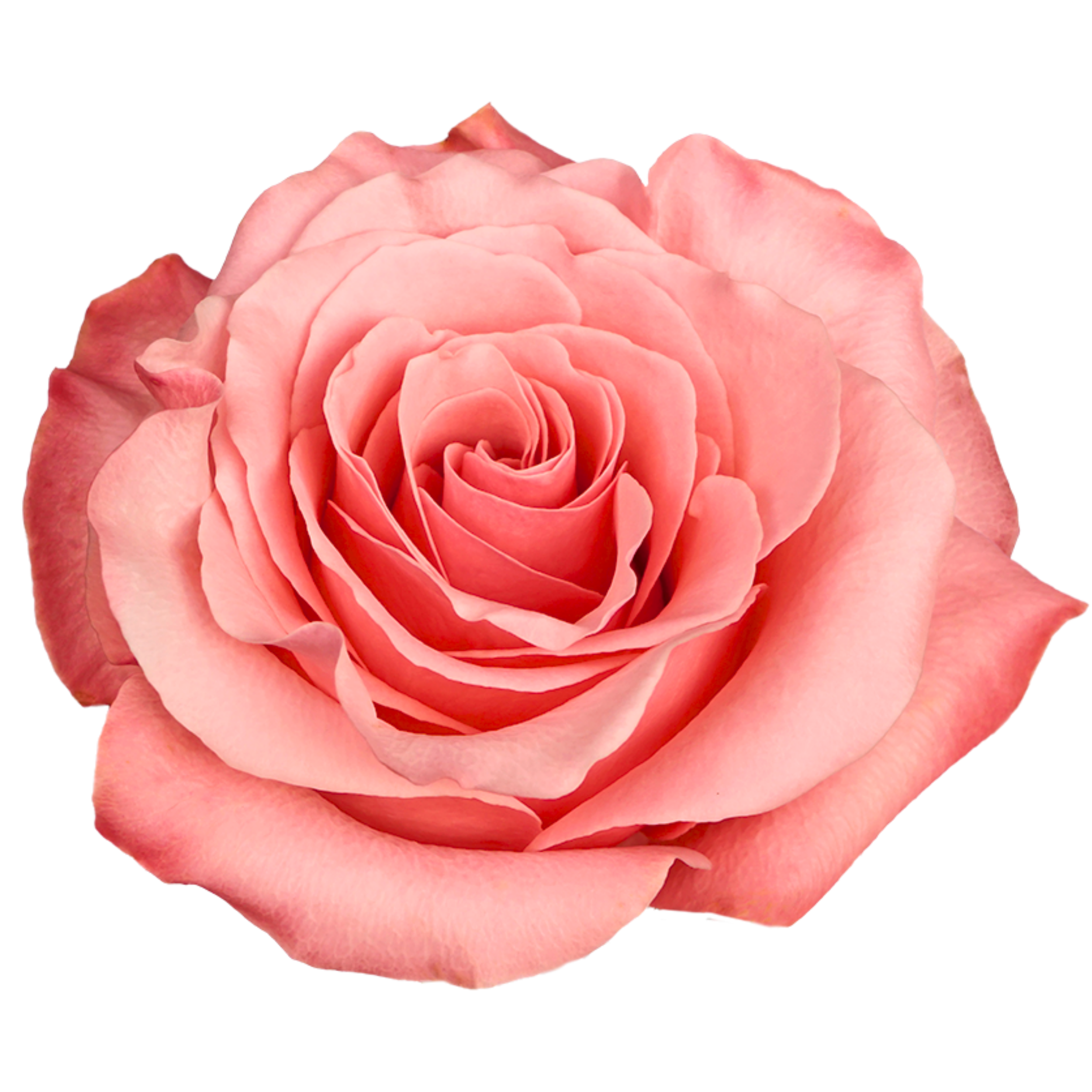 BE SWEET
A close-up of a pink rose with layered petals.