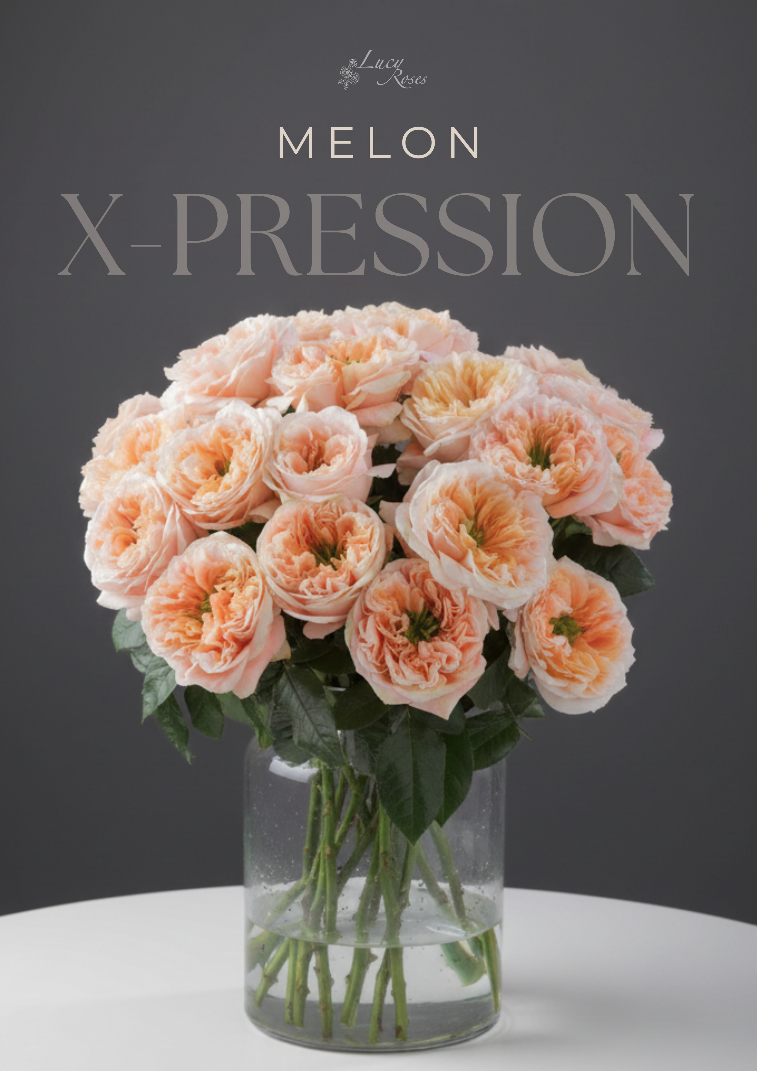 A glass vase filled with pink Melon x-pression roses, placed on a white surface with a dark background.