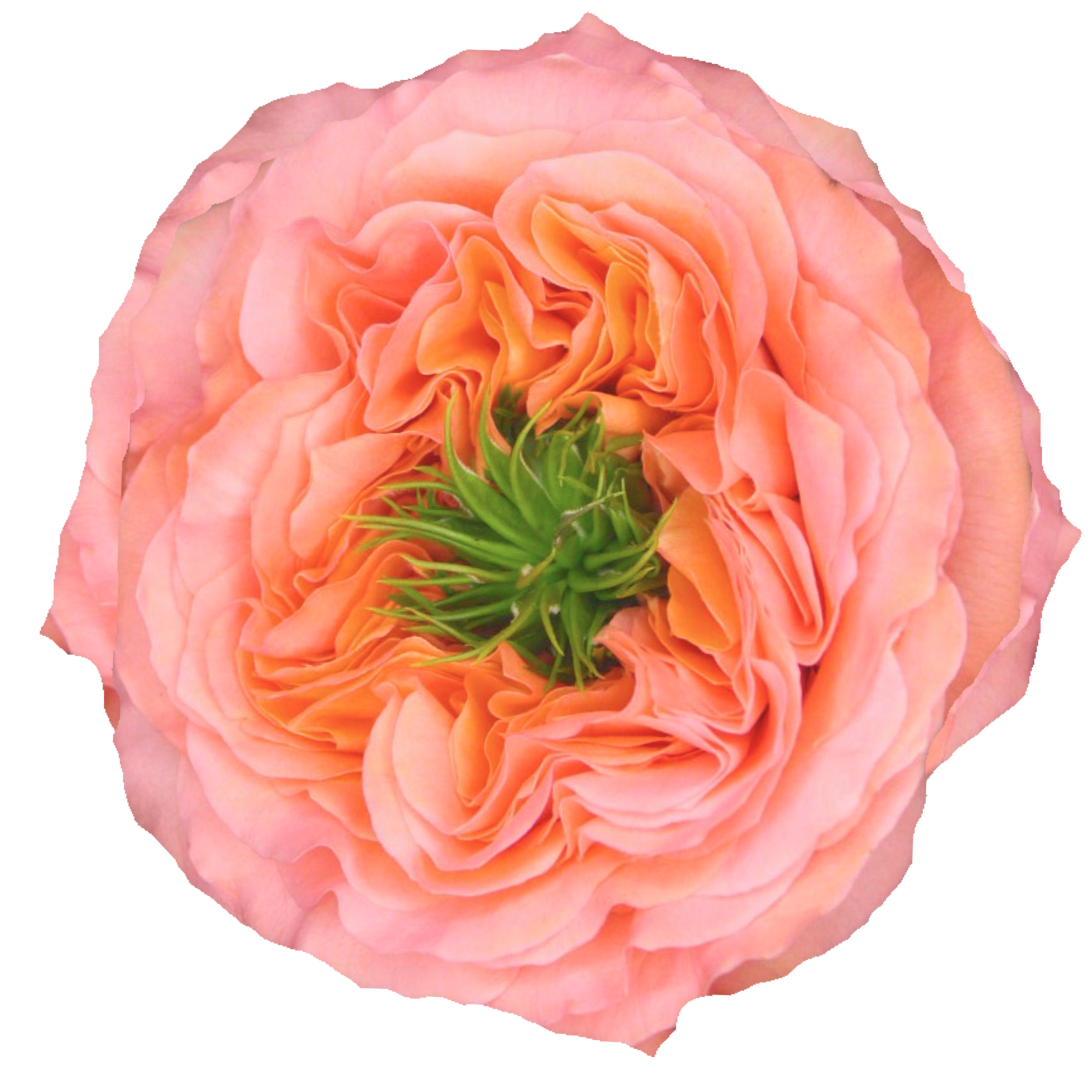 MANDARIN XPRESSION Close-up of a peach-colored rose flower with soft, layered petals and green leaves at the base.