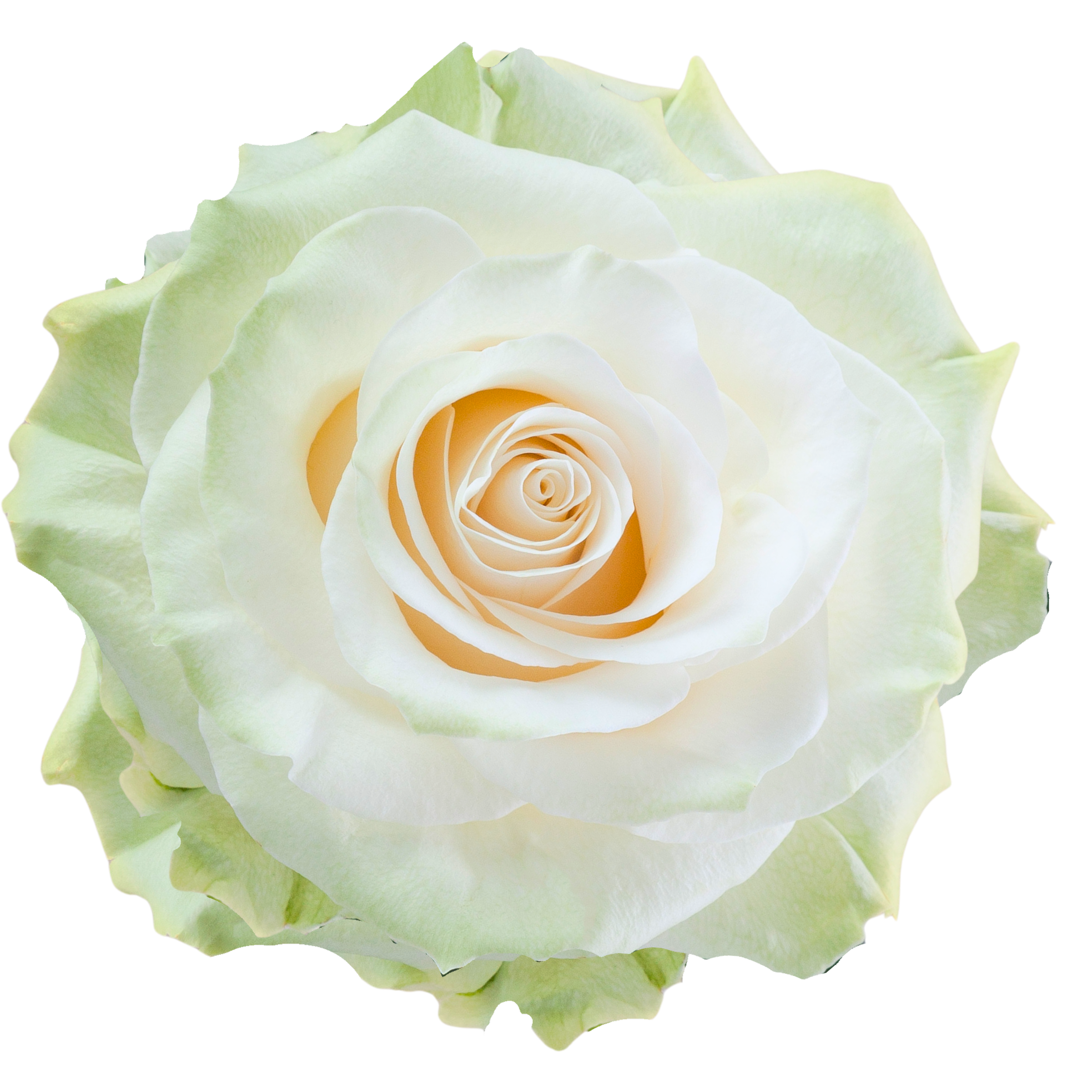 MONDIAL Close-up of a white rose with soft pastel yellow and green accents on the petals.