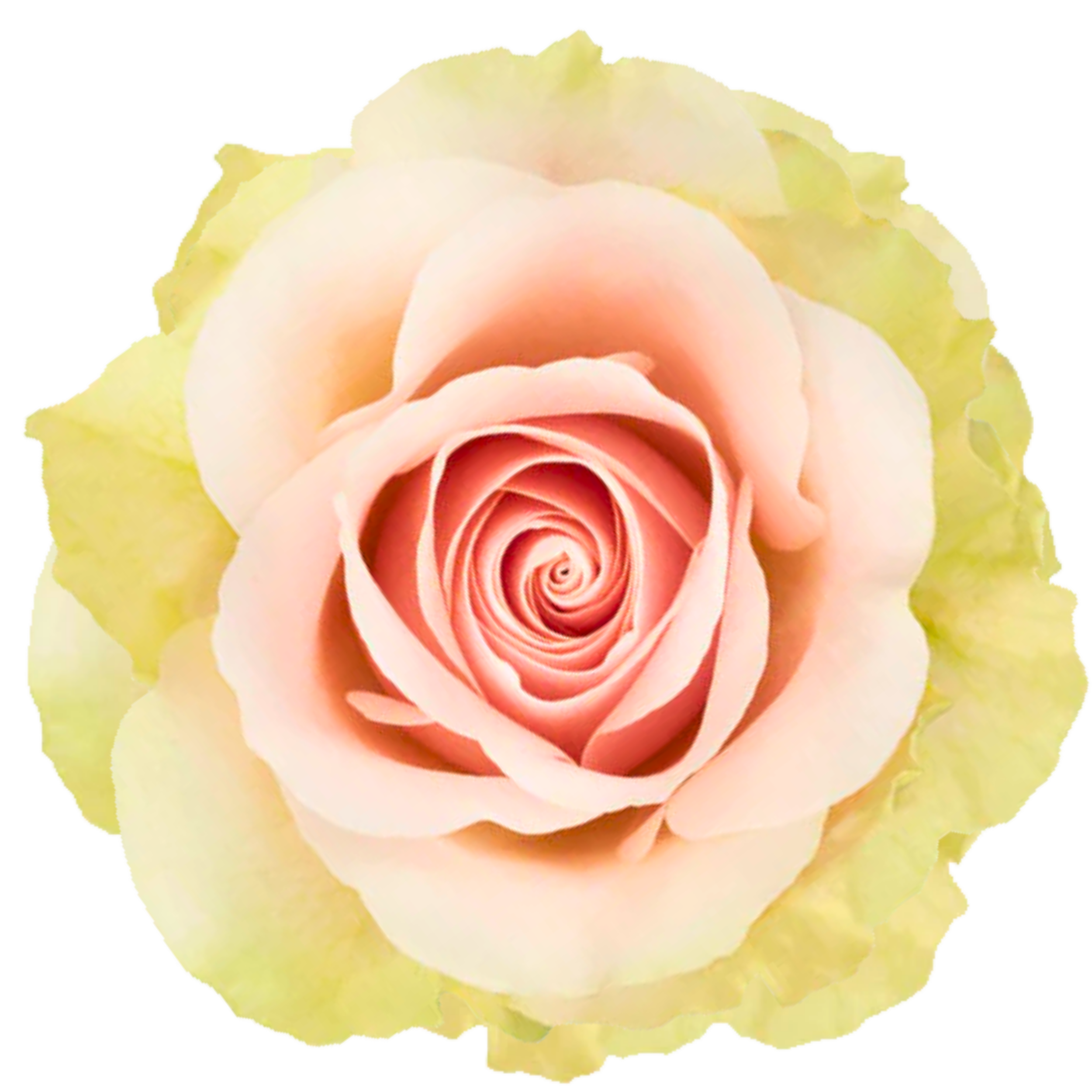 FRUTTETO 
Close-up of a pink and yellow rose flower.