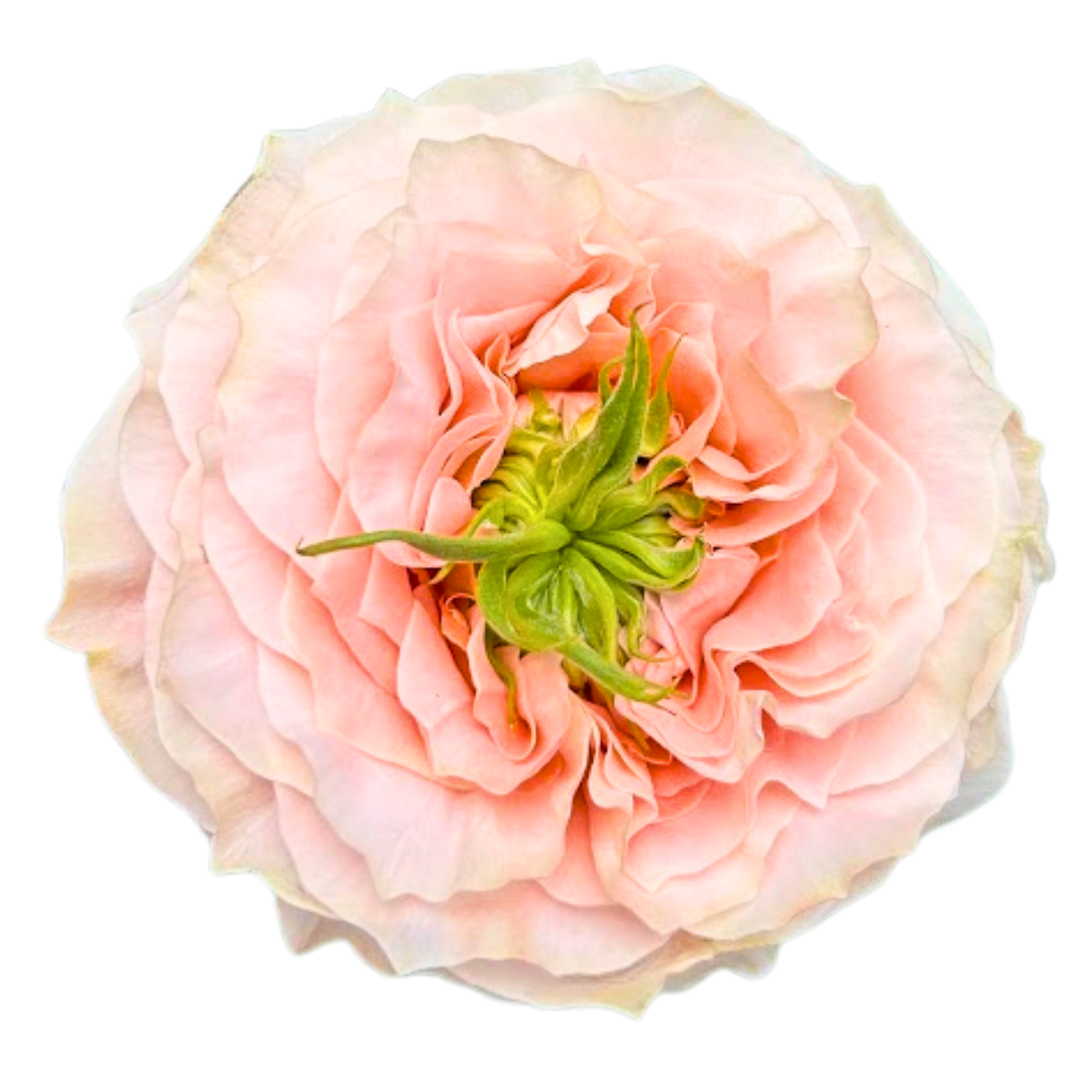PRINCESS CROWN 
Close-up of a pink rose with green leaves against a black background.