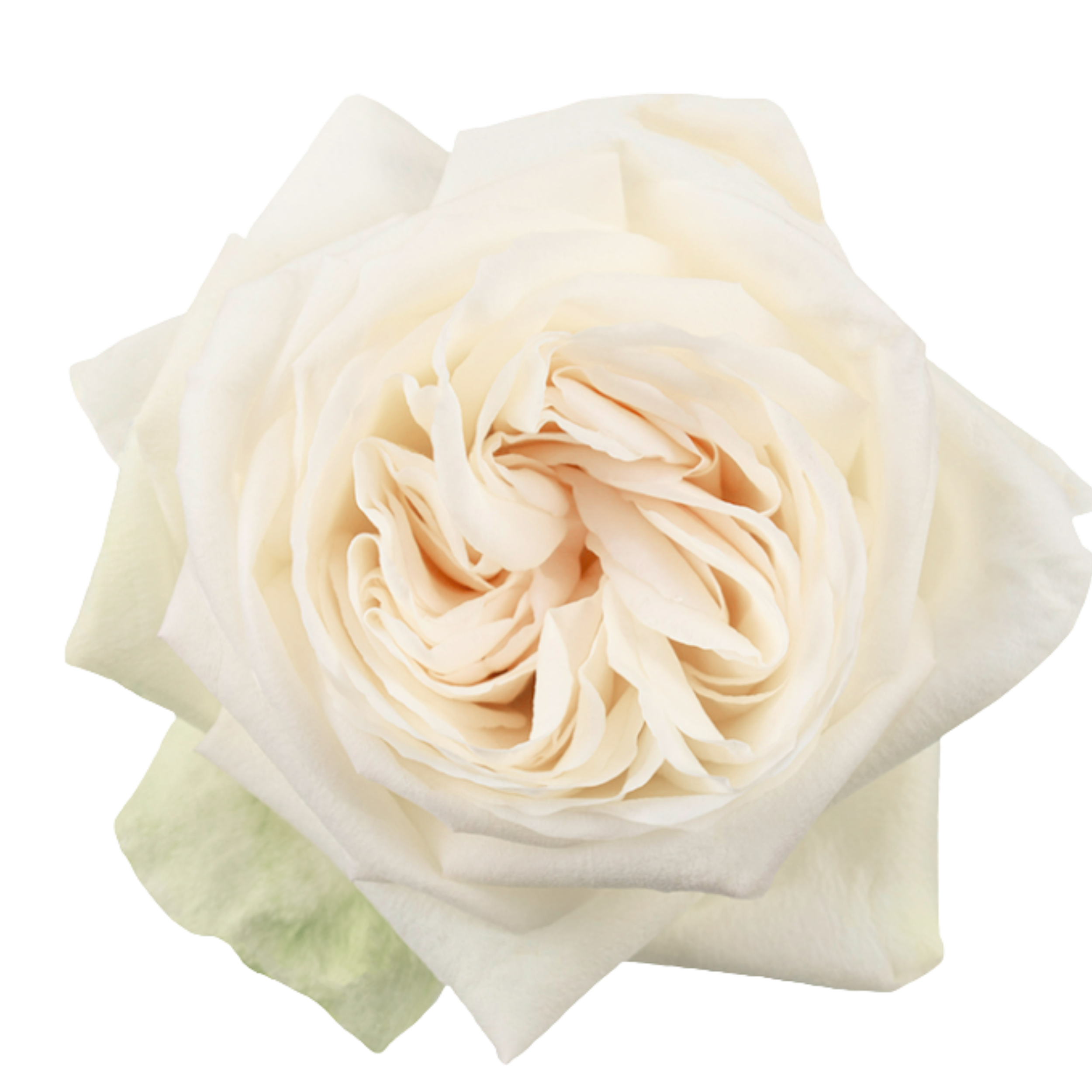 WHITE OHARA Close-up of a white flower with soft petals, possibly a rose, on a light green background.