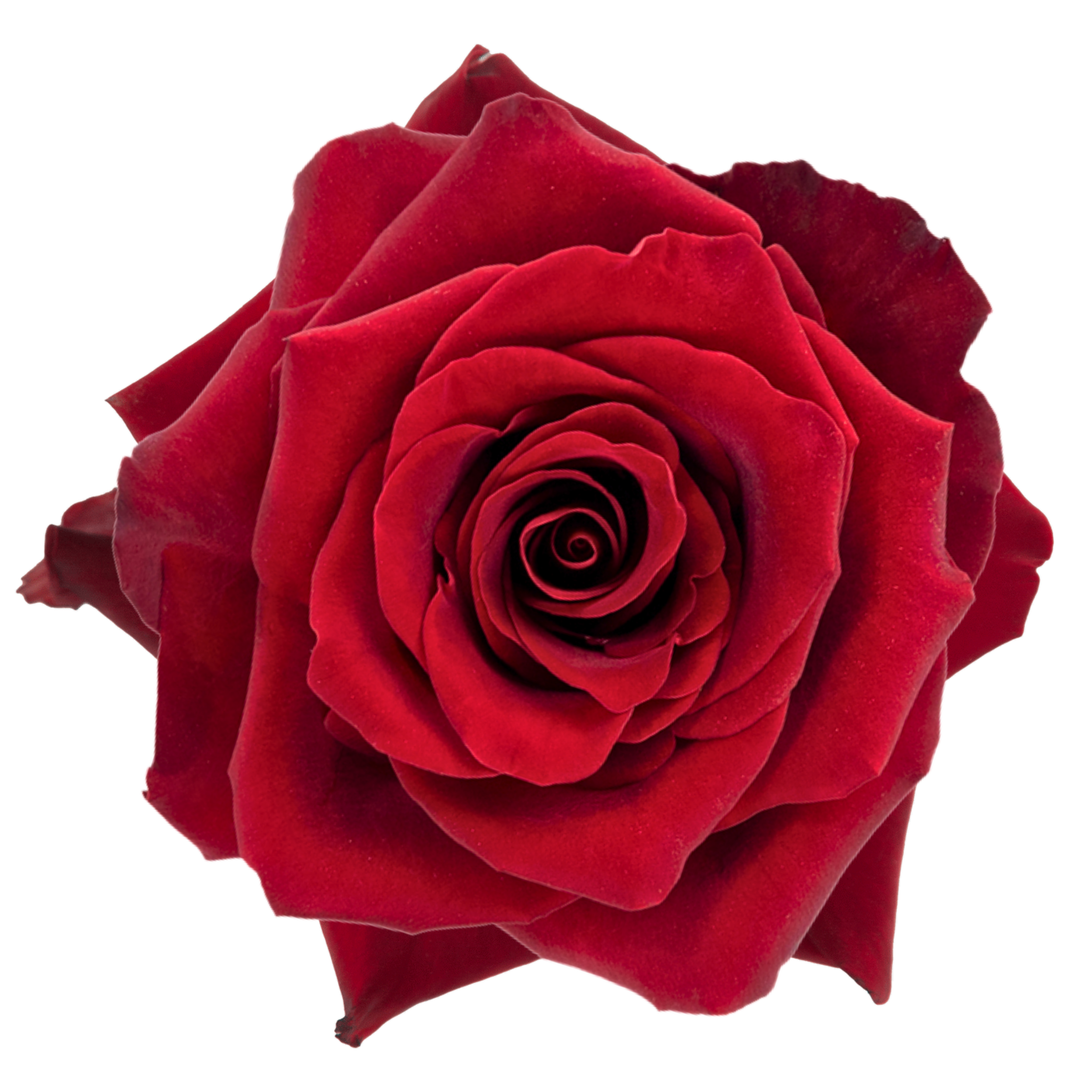 EXPLORER 
Close-up of a red rose with velvety petals.
