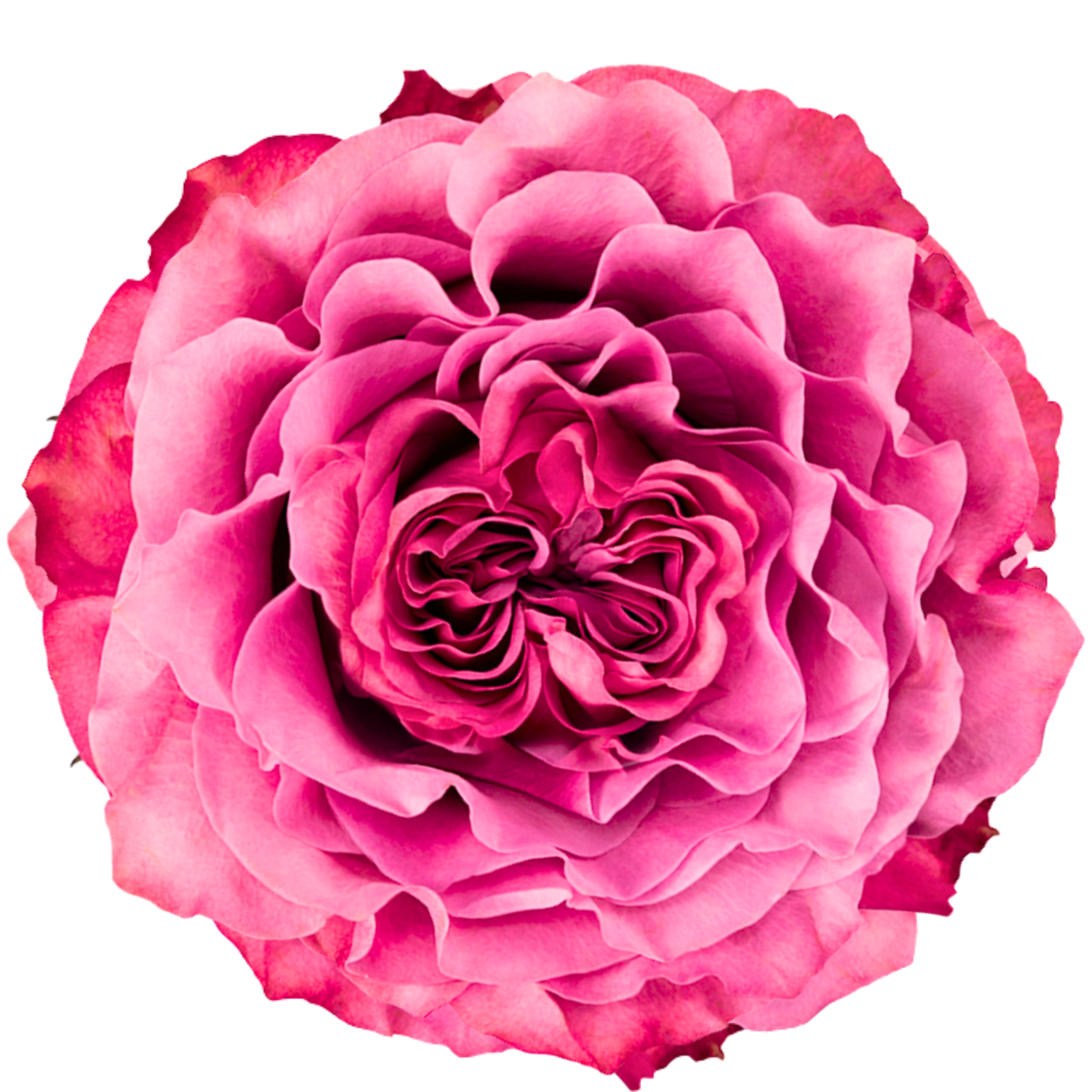 COUNTRY BLUES 
Close-up of a pink and red dahlia flower with multiple layers of petals.