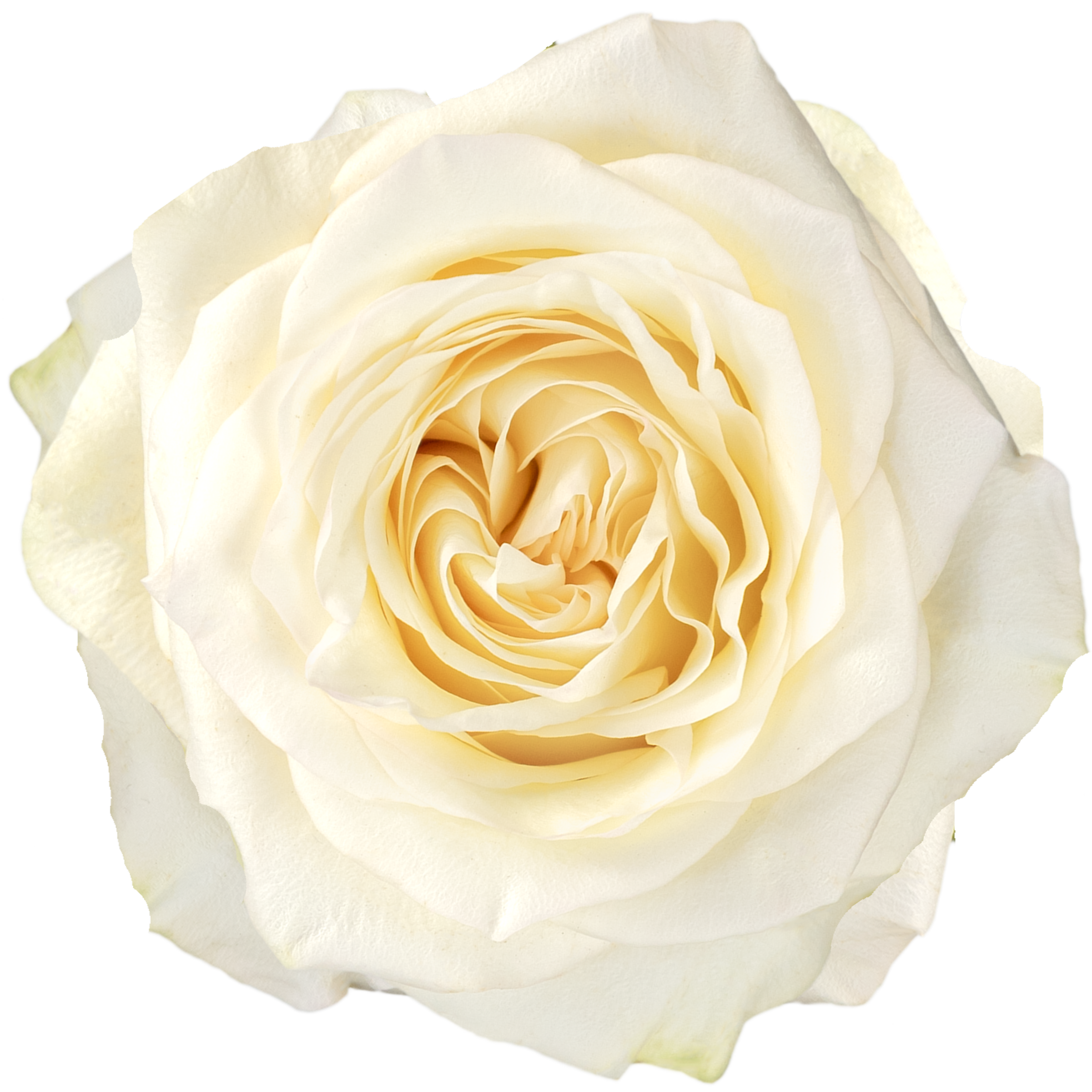 CANDLELIGHT Close-up of a white rose with delicate petals.
