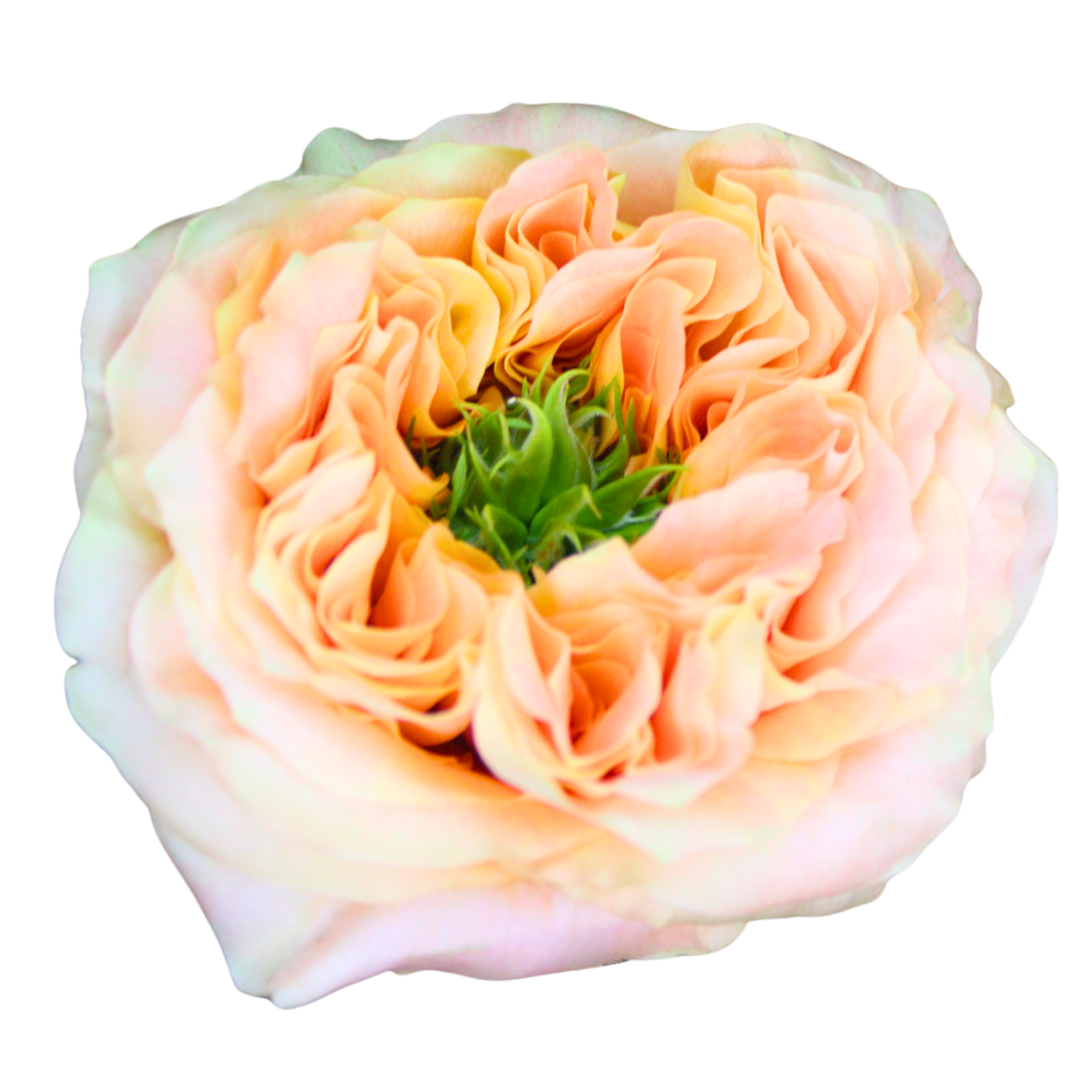 MELON XPRESSION
Close-up of a pale peach-colored rose with intricate petal layers and green sepals at the base, set against a black background.