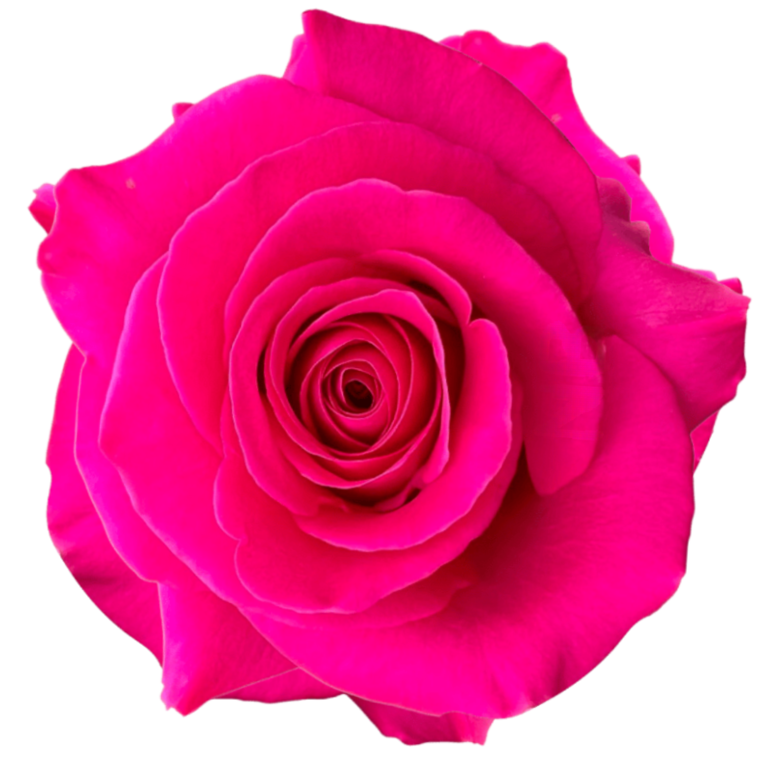 PINK FLOYD
Close-up of a vibrant pink rose with layered petals.