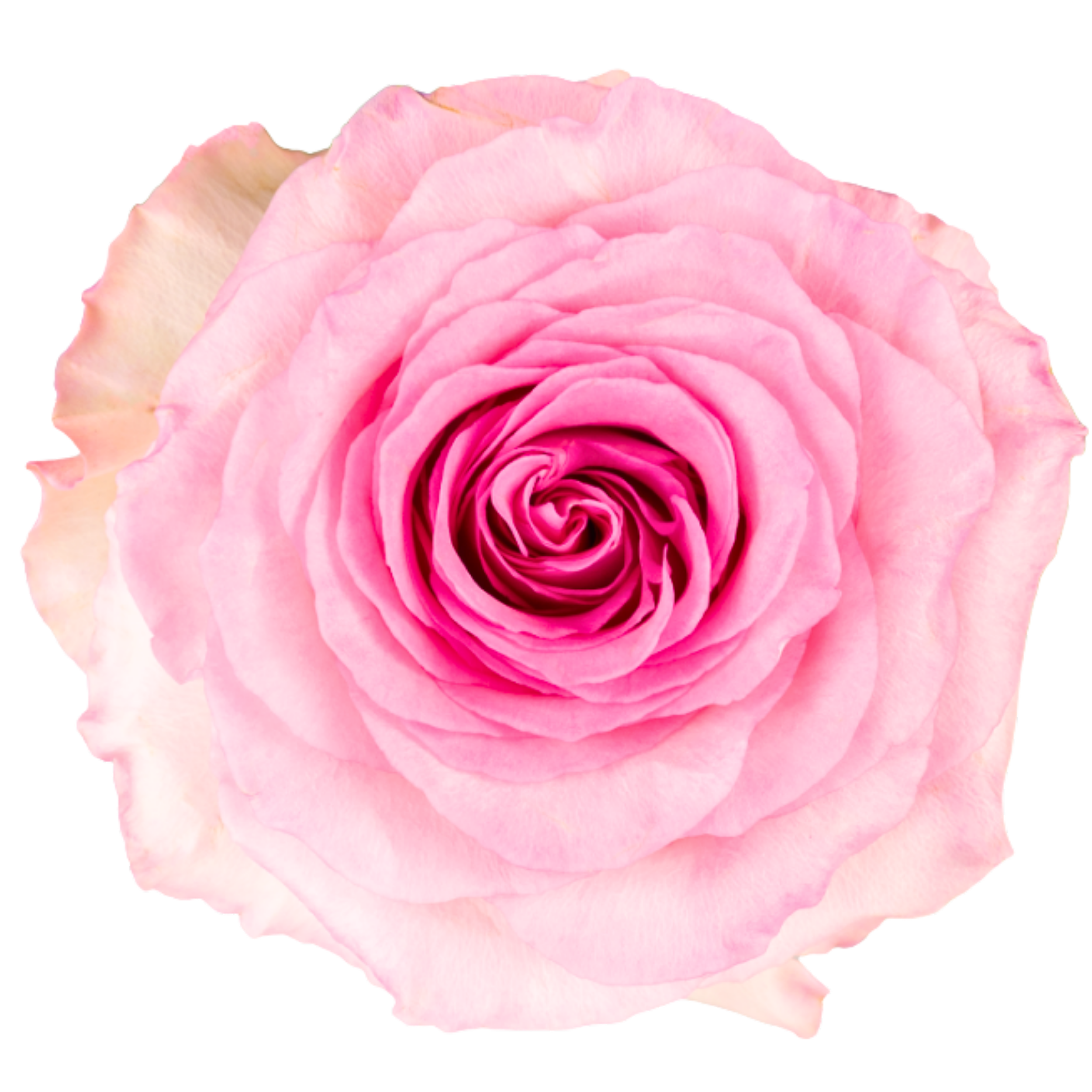 MANDALA 
Close-up of a pink rose with layered petals.