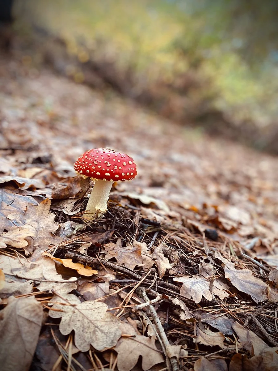 Rode paddenstoel in een bos als symbool voor rust, natuur en het opladen van je mentale energie.
