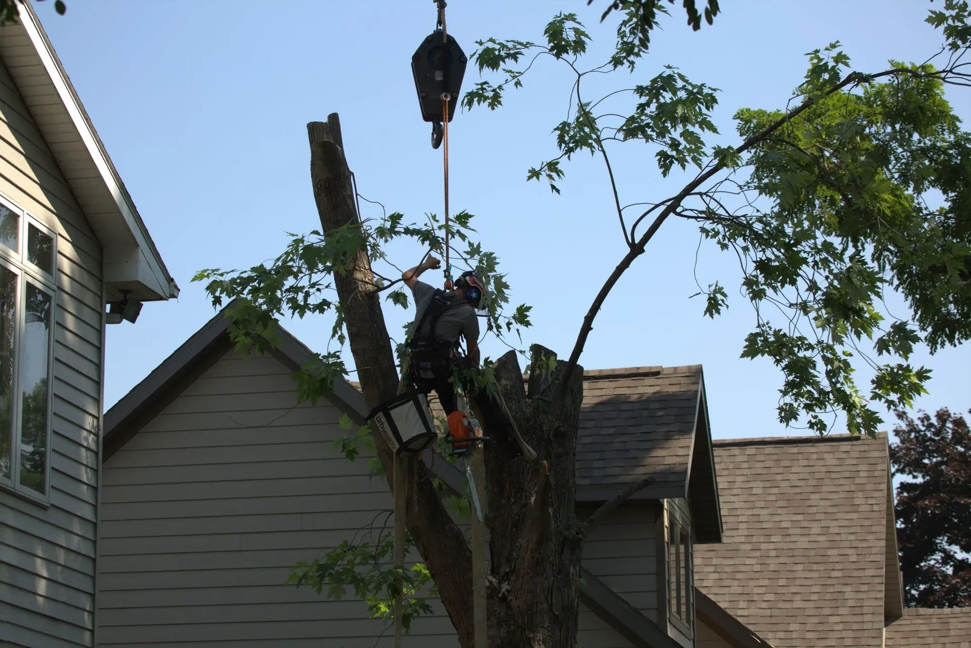 Tree removal and tree trimming with arborist and crane.