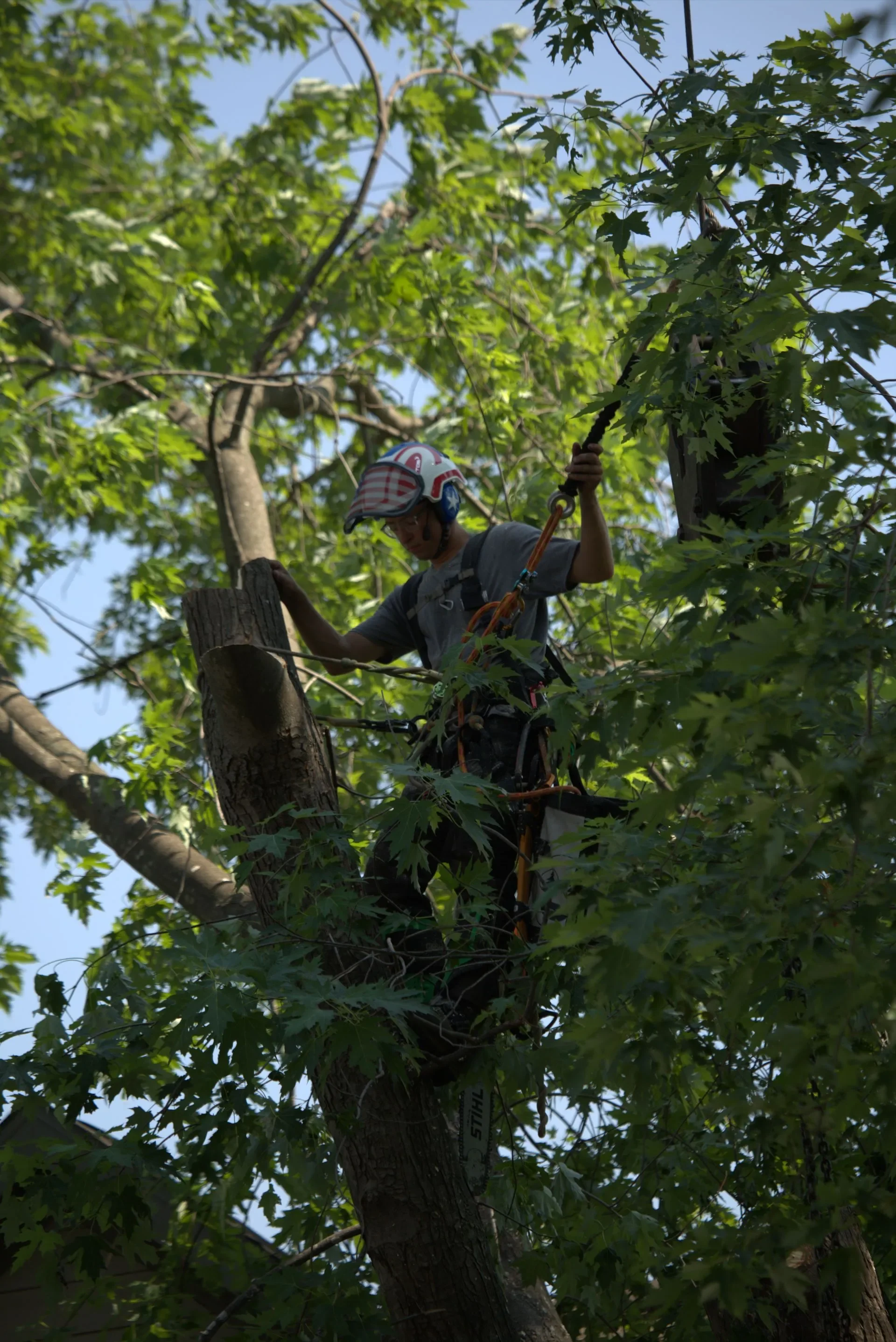 Family owned tree service. Tree removal and tree trimming with arborist and crane in Green Bay.