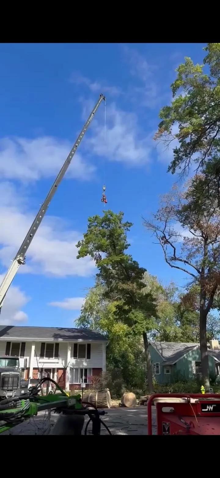 Tree crane lifting a person or equipment above the trees in a residential area with houses and construction equipment visible.