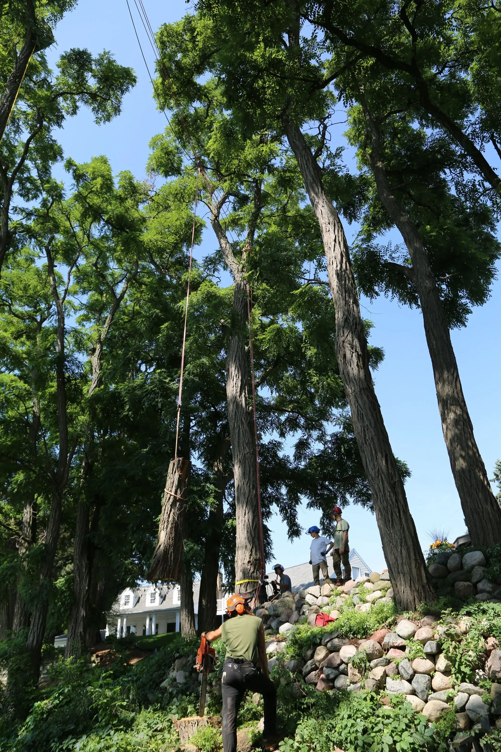 Family owned tree service. Tree removal and tree trimming with arborist and crane in Green Bay.