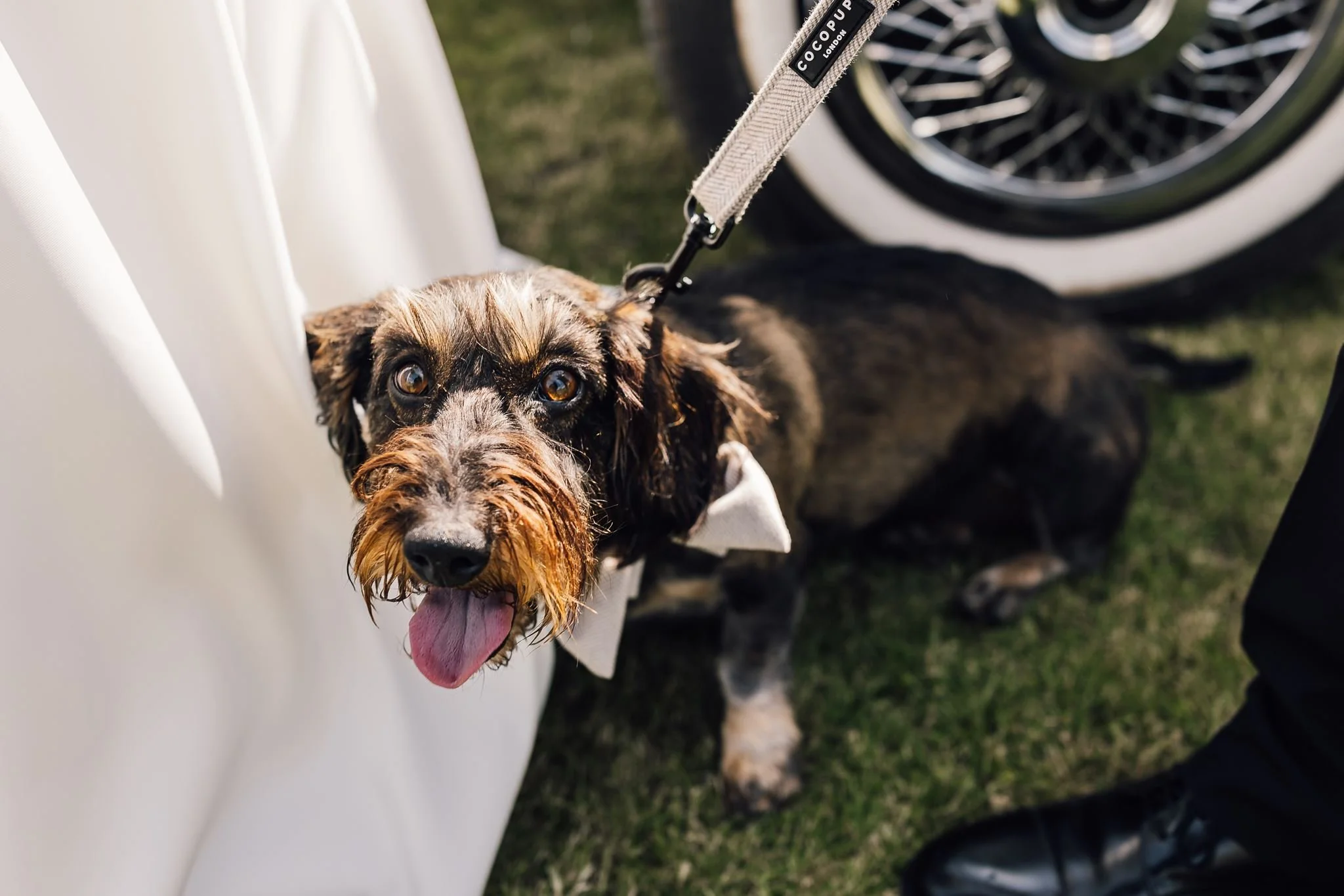 Dottie the sausage dog standing beside Rachel’s wedding dress