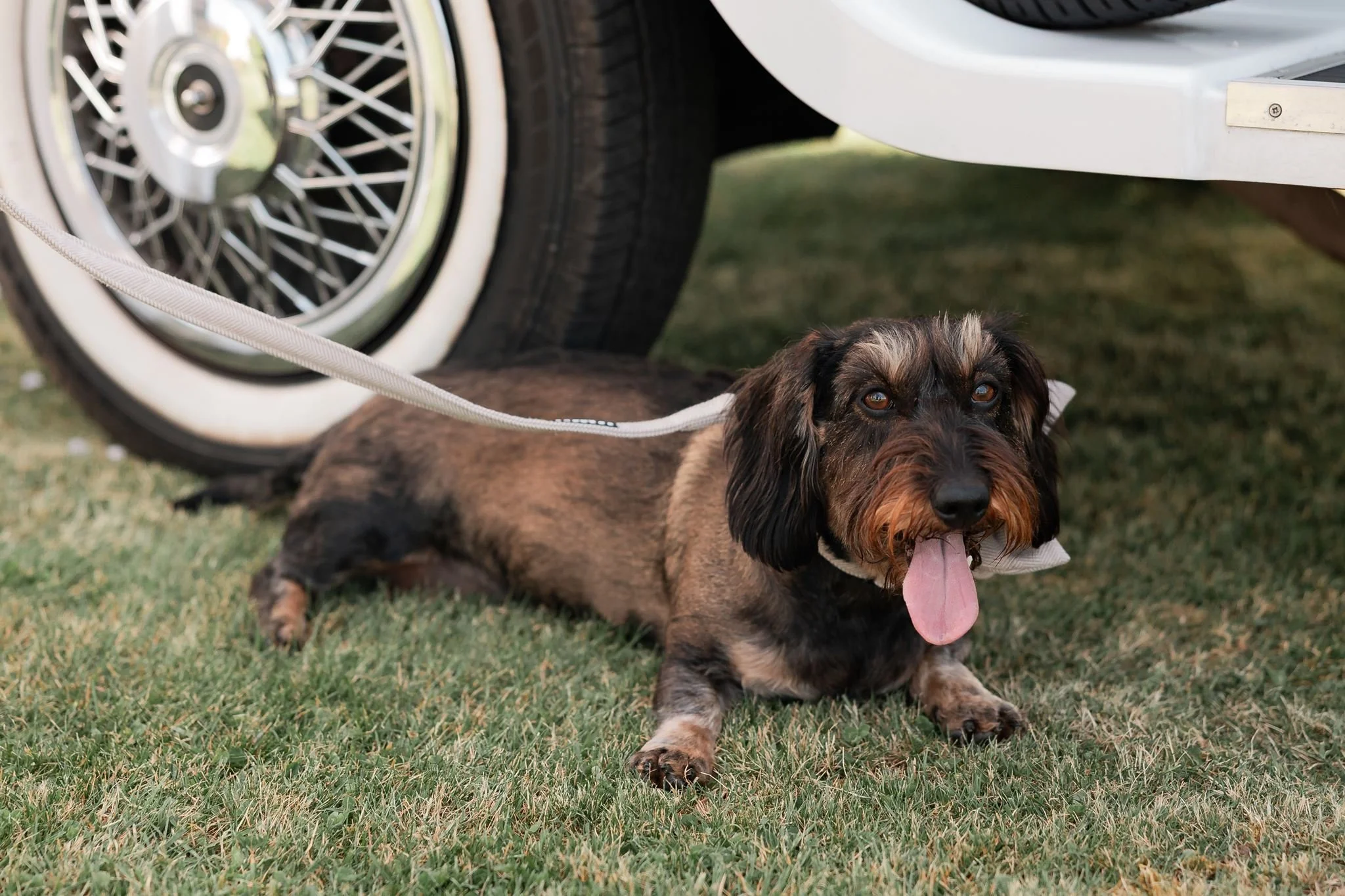 Dottie the sausage dog resting on the grass beside the wedding car