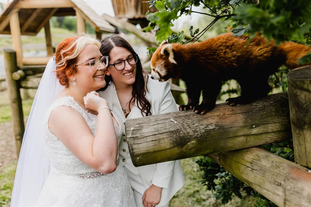 Two women, one in a wedding dress and the other in a white suit, smiling and looking at a red panda on a wooden railing in a zoo or wildlife park.