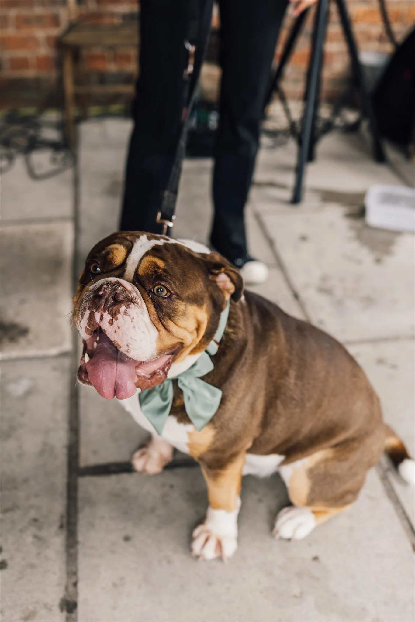 Bride & Grooms dog at White Syke Fields