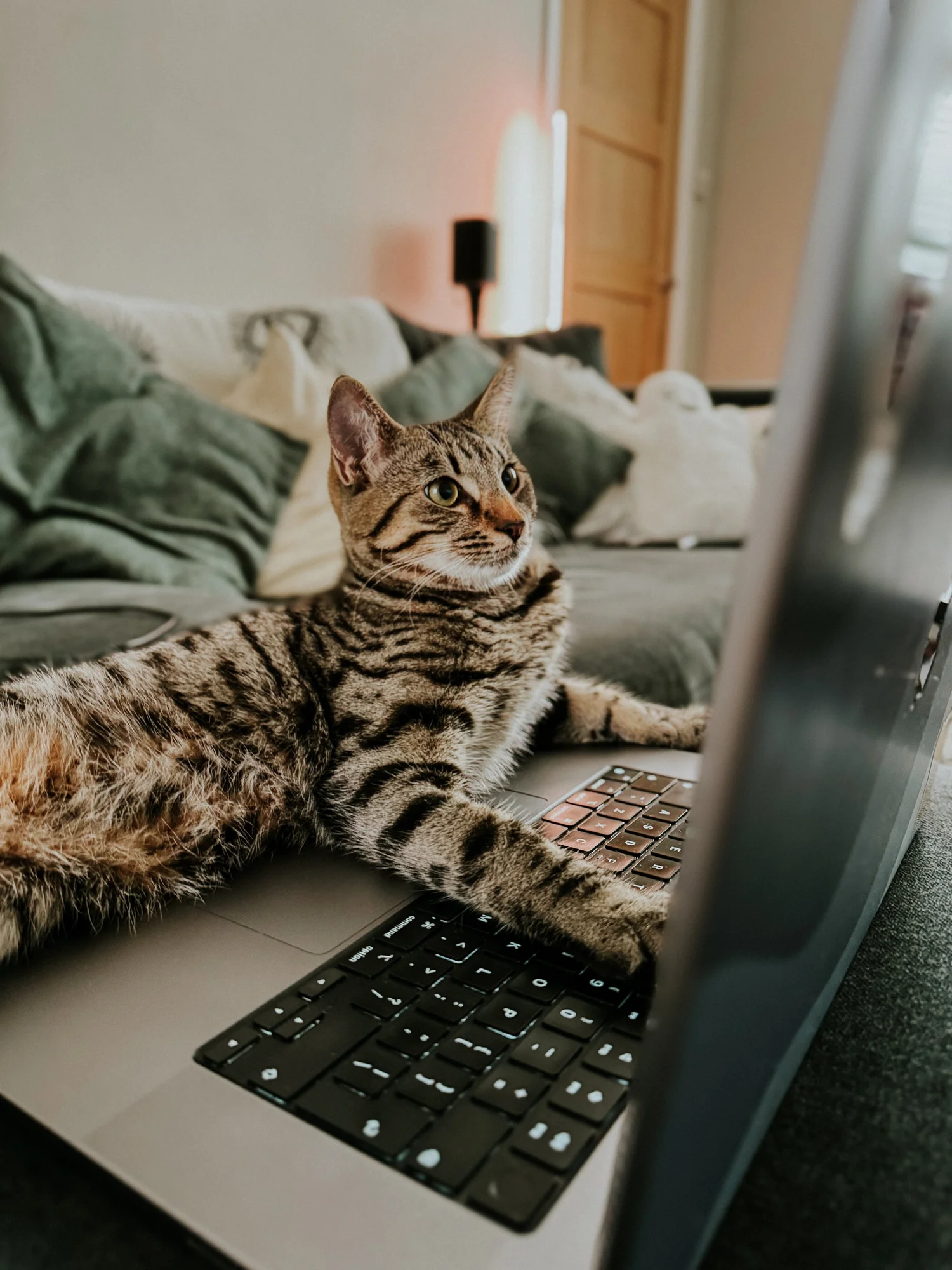 Tabby cat lying on a laptop keyboard, looking at the screen with front paws on the keys, in a cozy living room.