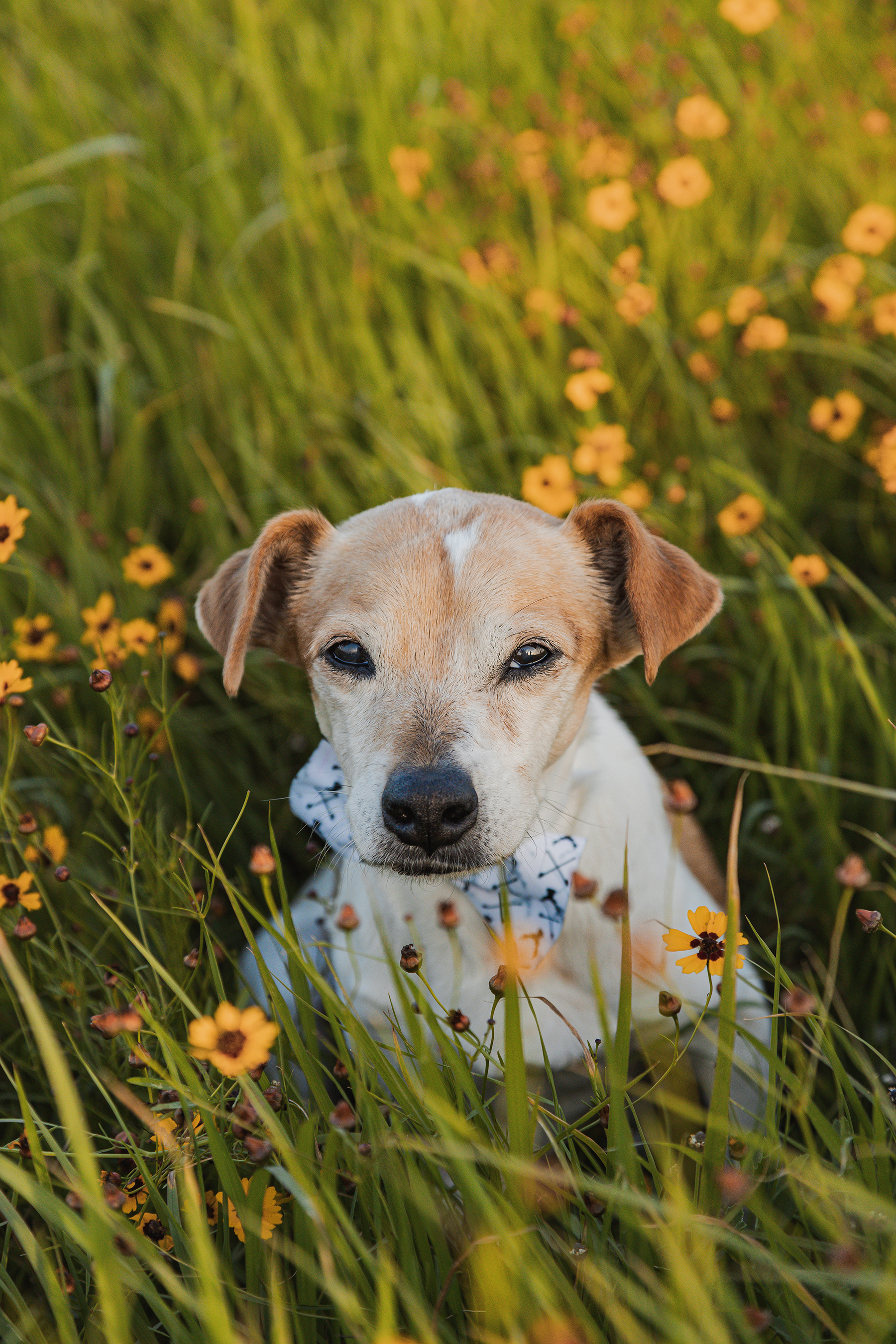 A dog with brown and white fur, wearing a bandana, sitting in a field of yellow and orange flowers and green grass.