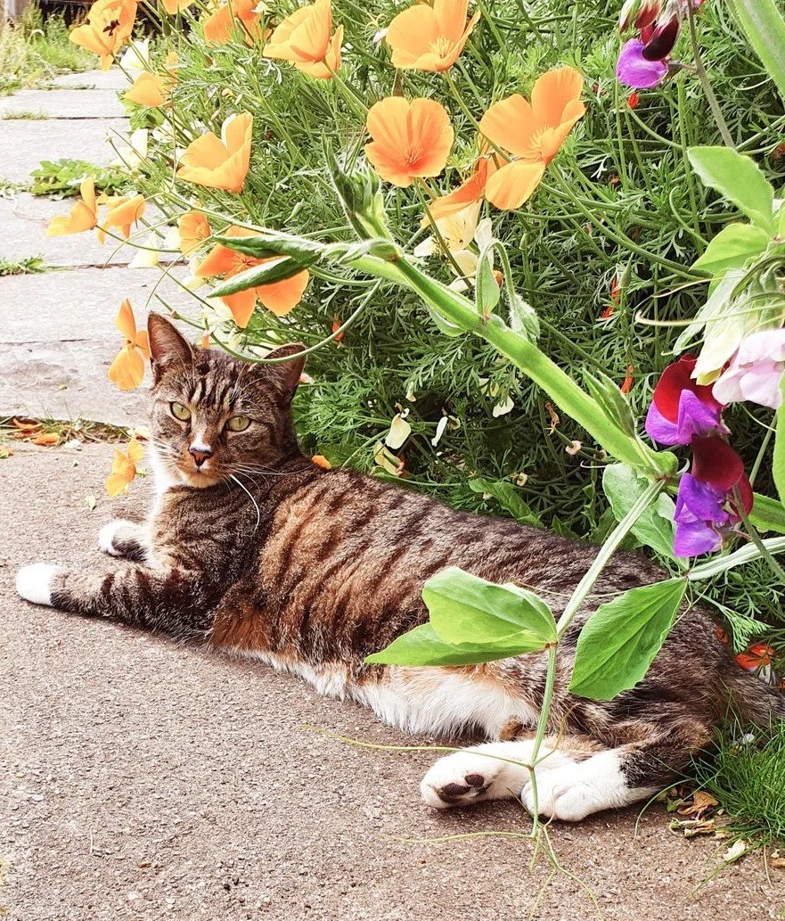 A tabby cat lying on a concrete sidewalk next to a lush bush of colorful flowers, including orange, purple, and pink blooms.
