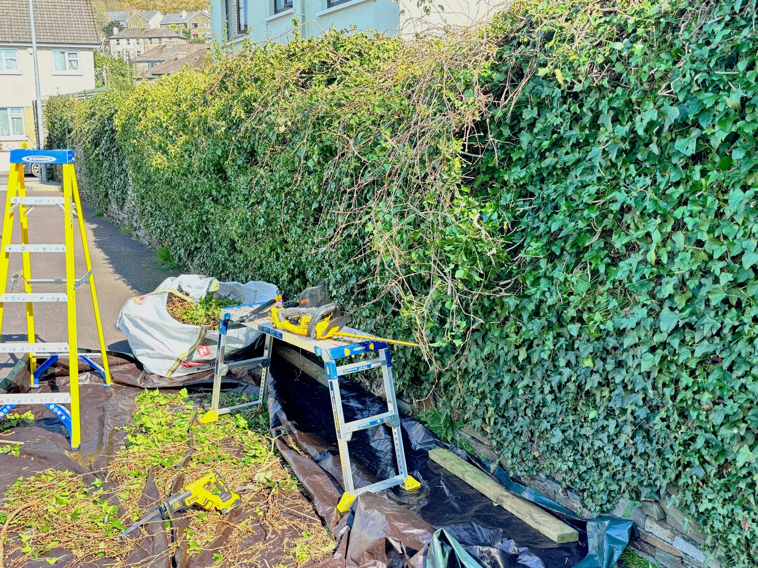 Ivy and hedge cutting in progress along a garden wall in Clonakilty