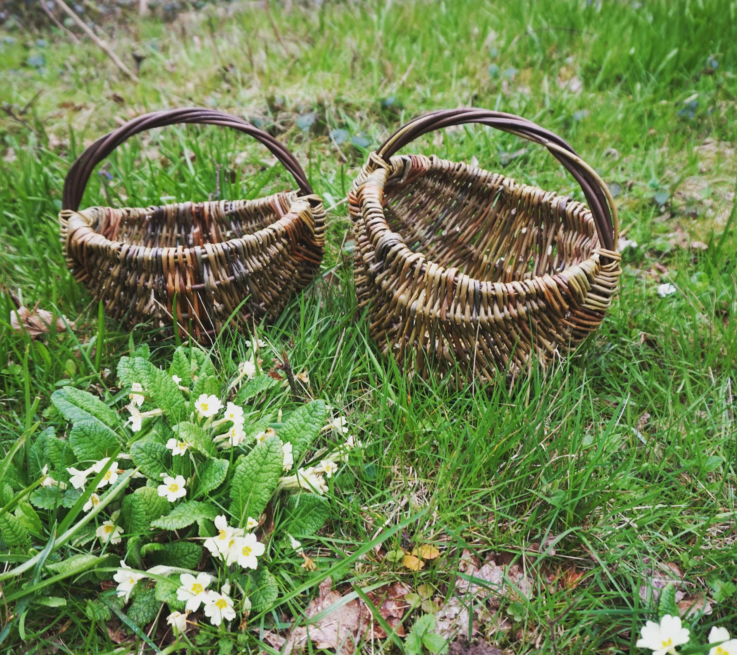 Weave a frame basket in a beautiful Ancient woodland