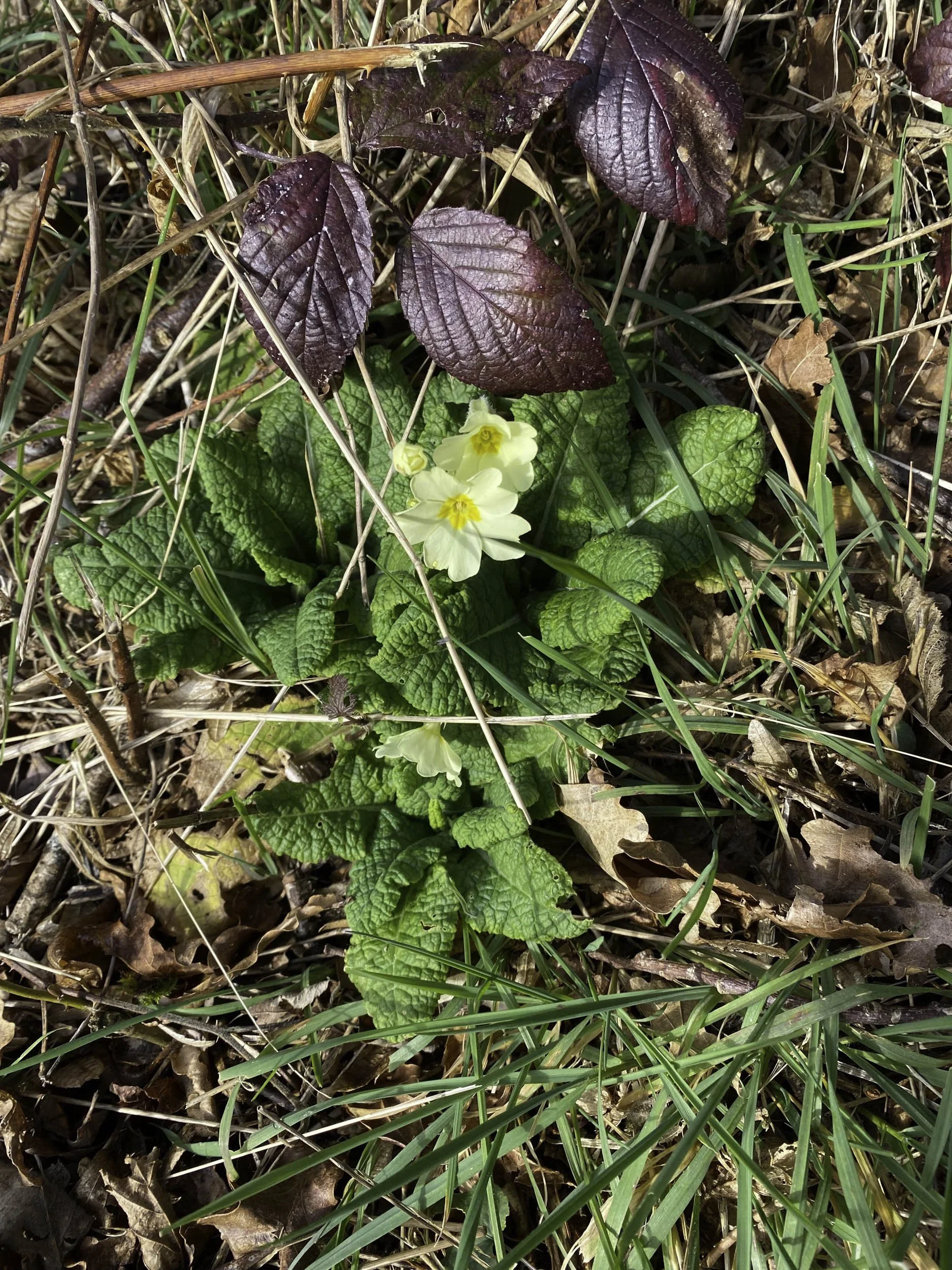 Yellow primrose flowers growing among green and brown leaves and grass in a natural setting.