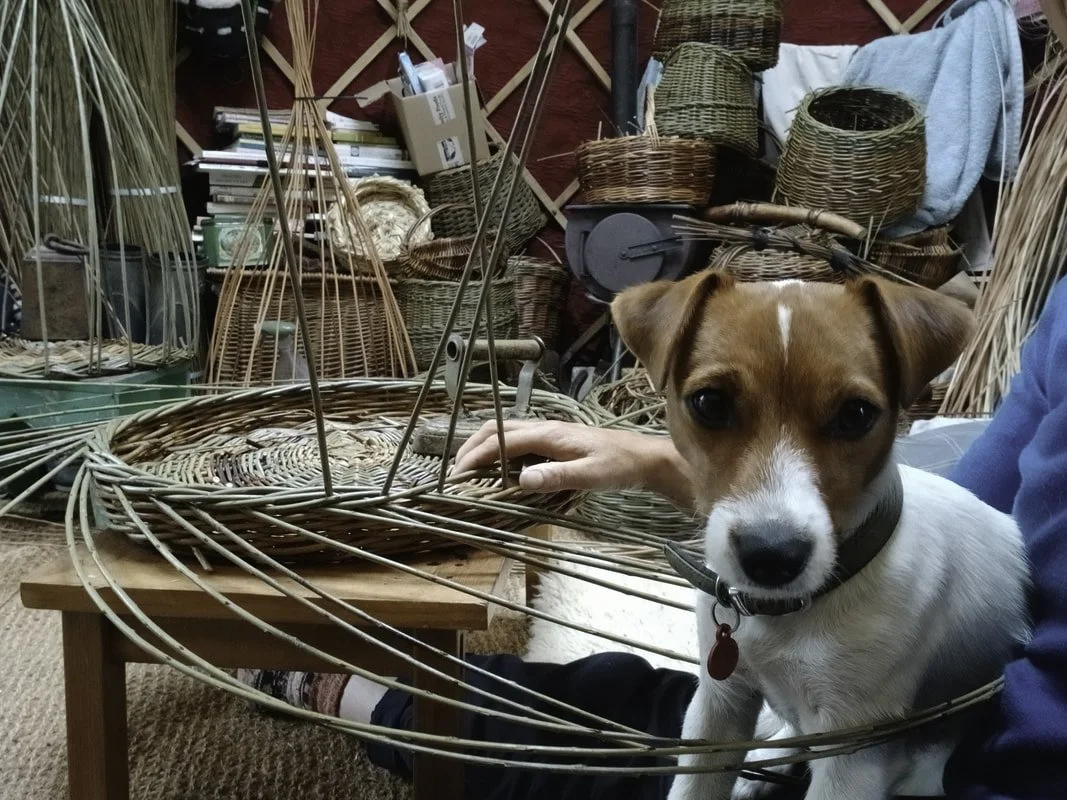 A small dog with brown and white fur looking at the camera while sitting next to a wicker basket, held by a person wearing a blue shirt, surrounded by various weaving materials and wicker baskets in a workshop.