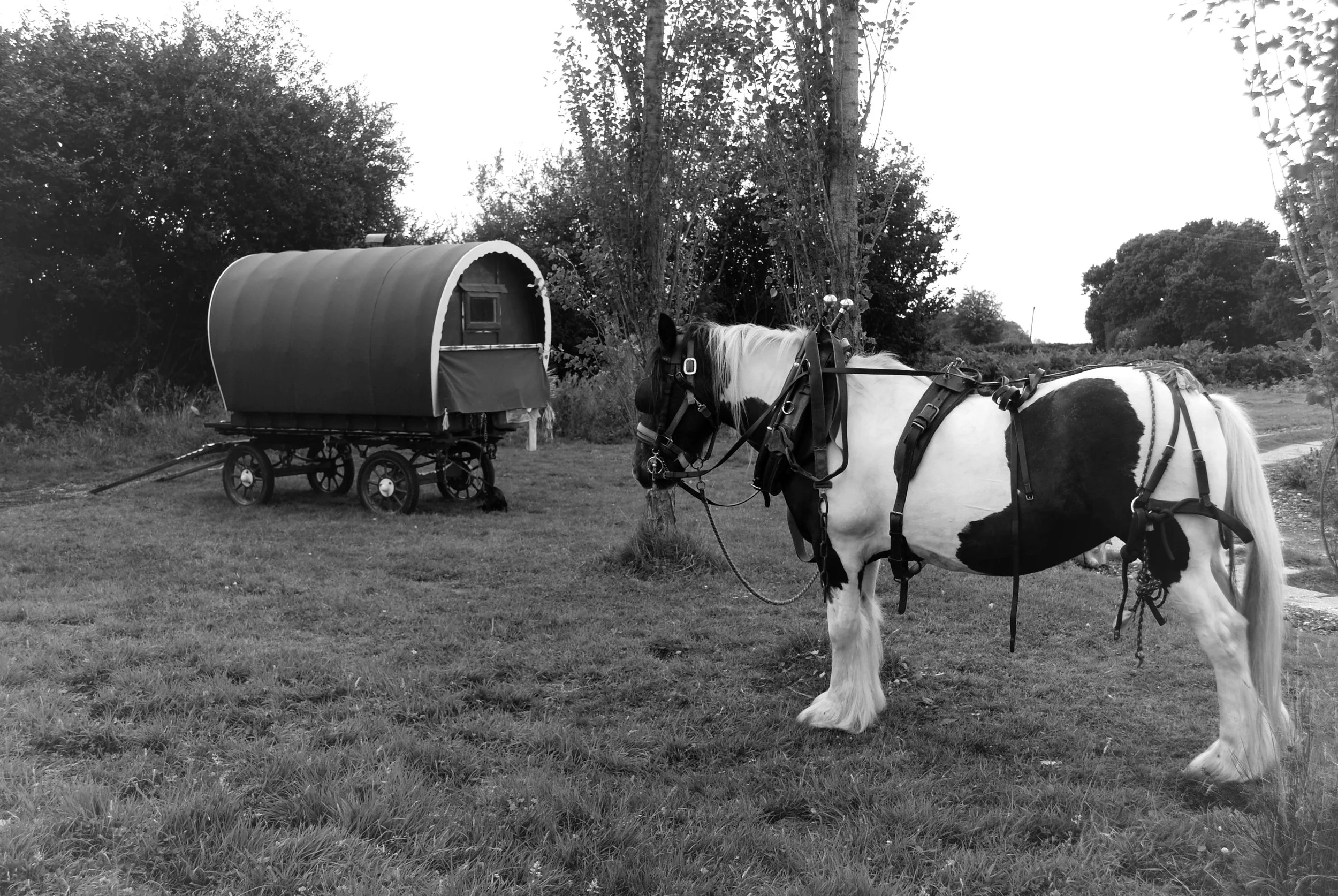 A black and white photo of a horse hitched to a small covered wagon, standing on a grassy field with trees in the background.