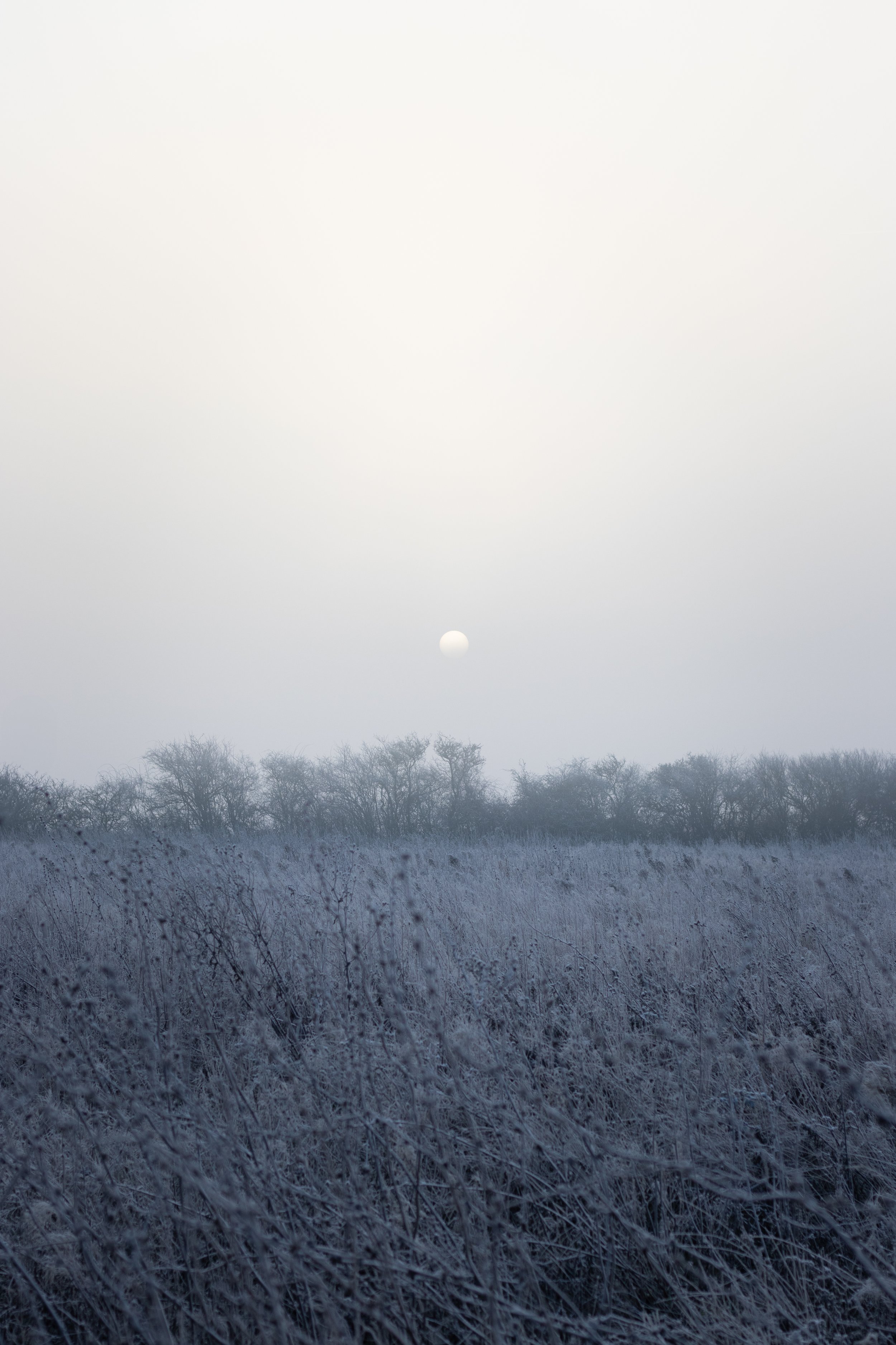 A snowy field with frost-covered grass, leafless trees in the distance, and the sun low on the horizon in a foggy sky in Suffolk, United Kingdom.