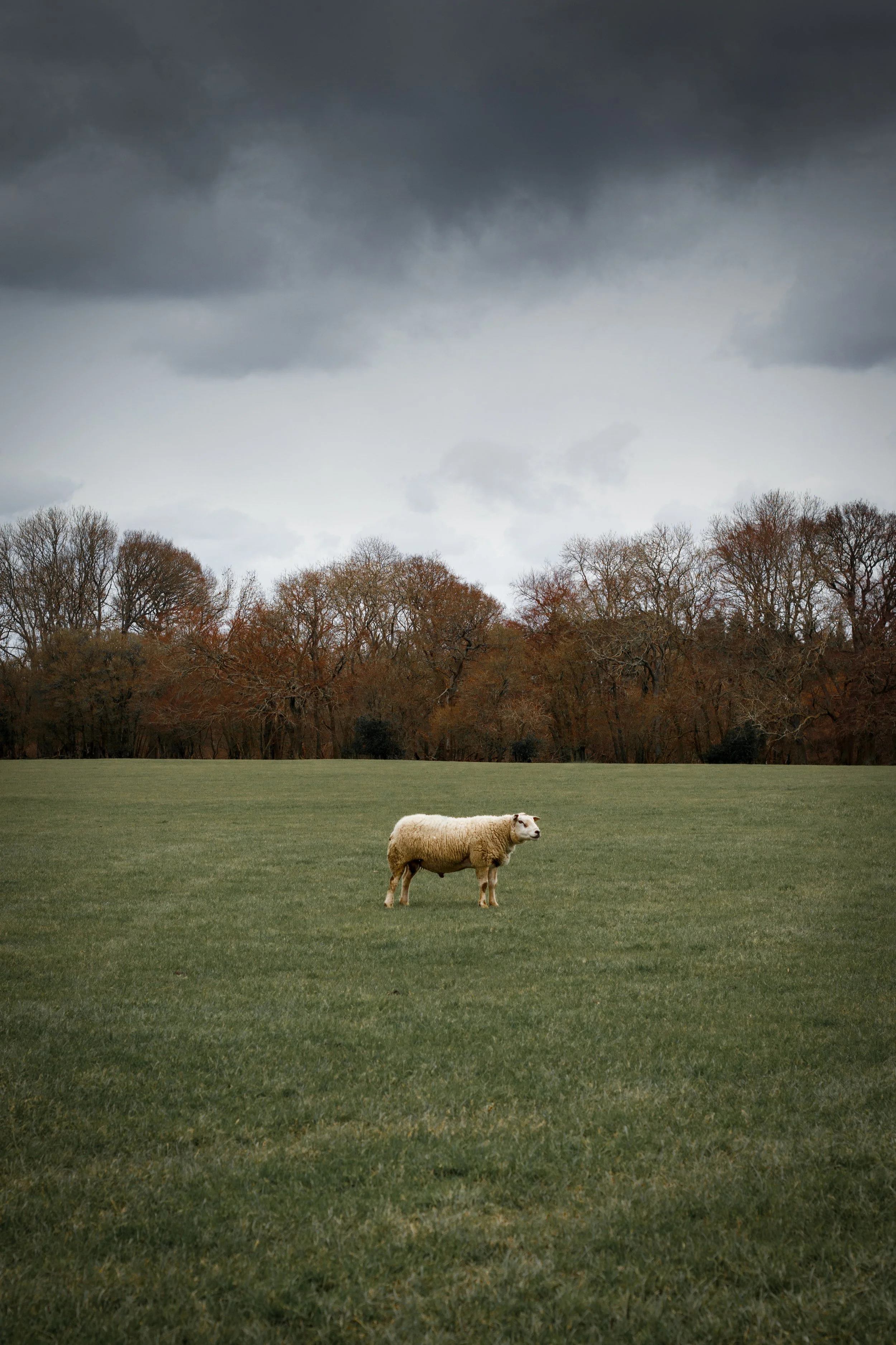 A single sheep standing on a green grassy field under a cloudy sky, with a line of trees in the background.