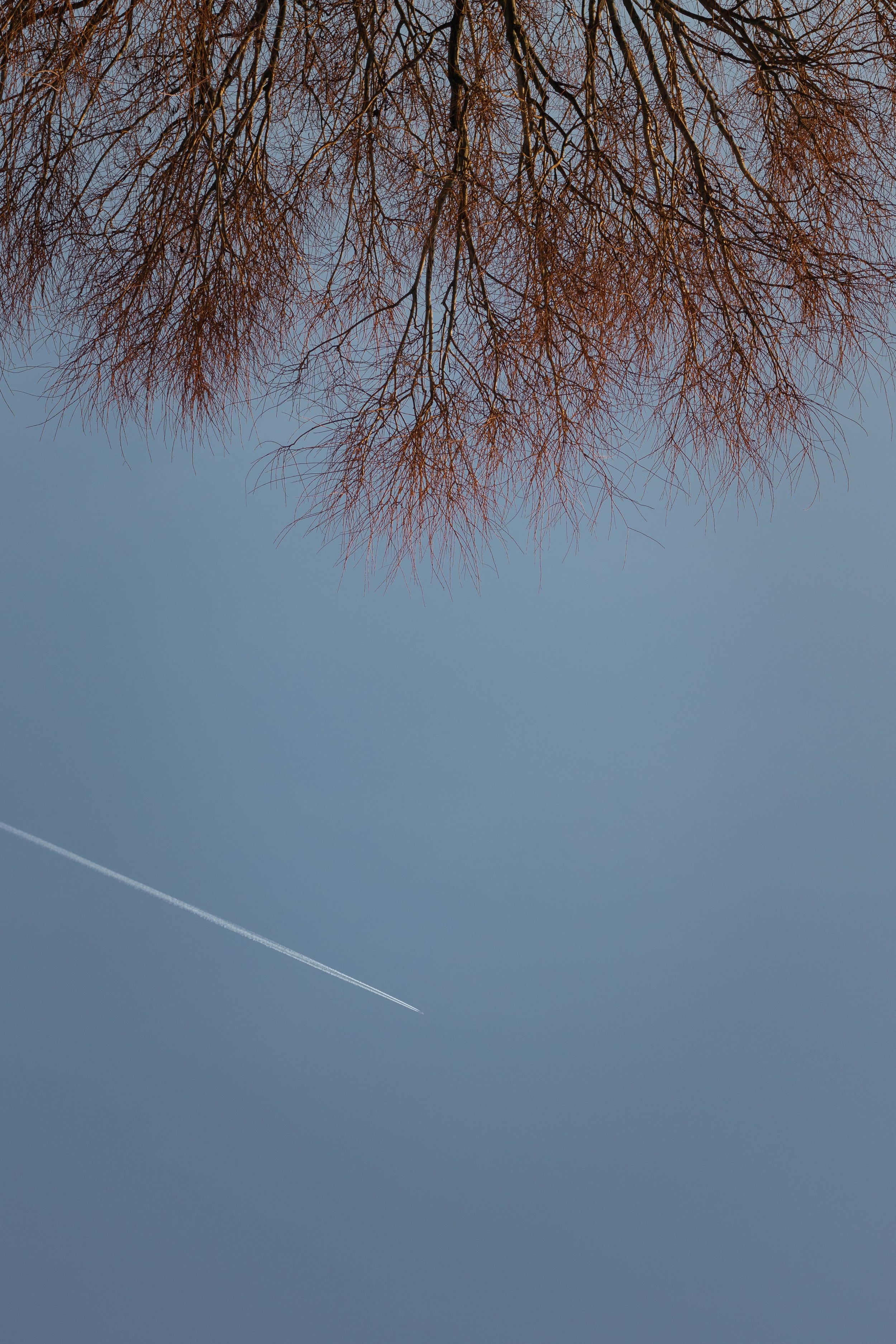 Upside-down view of tree branches without leaves against a clear blue sky with a contrail from an airplane.