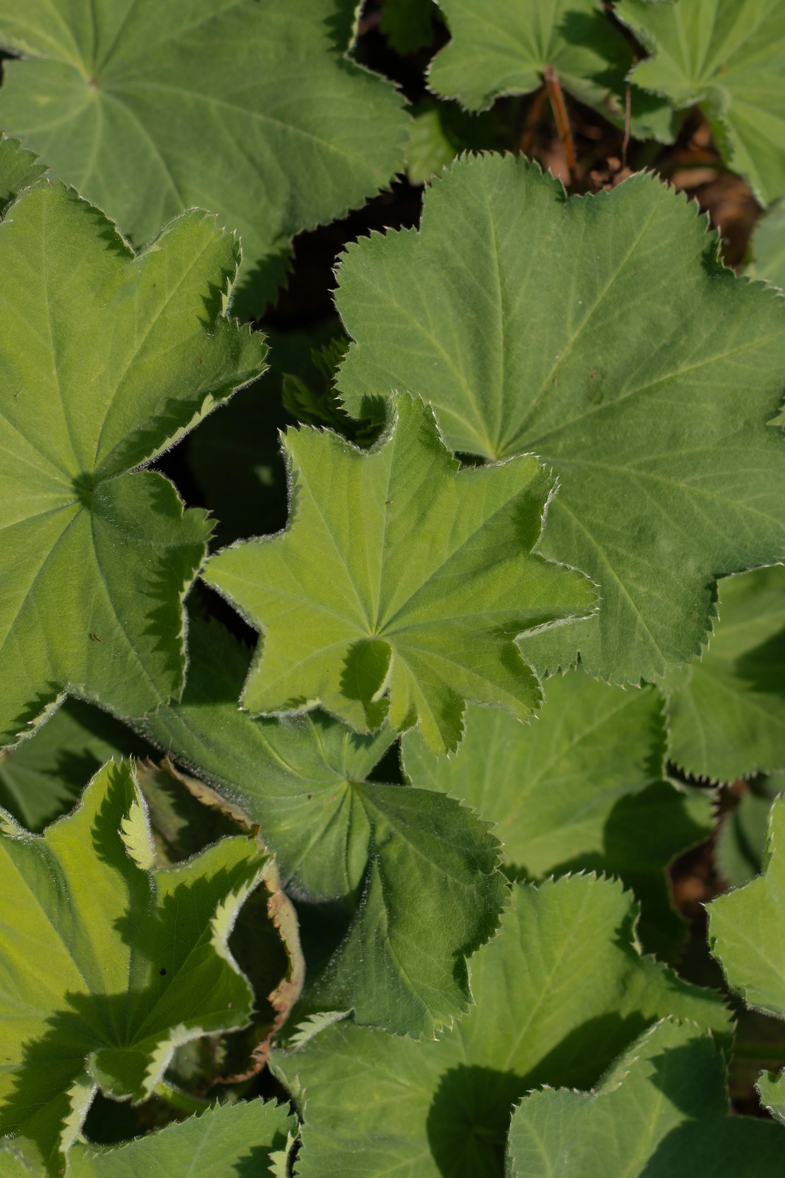 Close-up of green, lobed leaves with serrated edges, overlapping each other in sunlight.