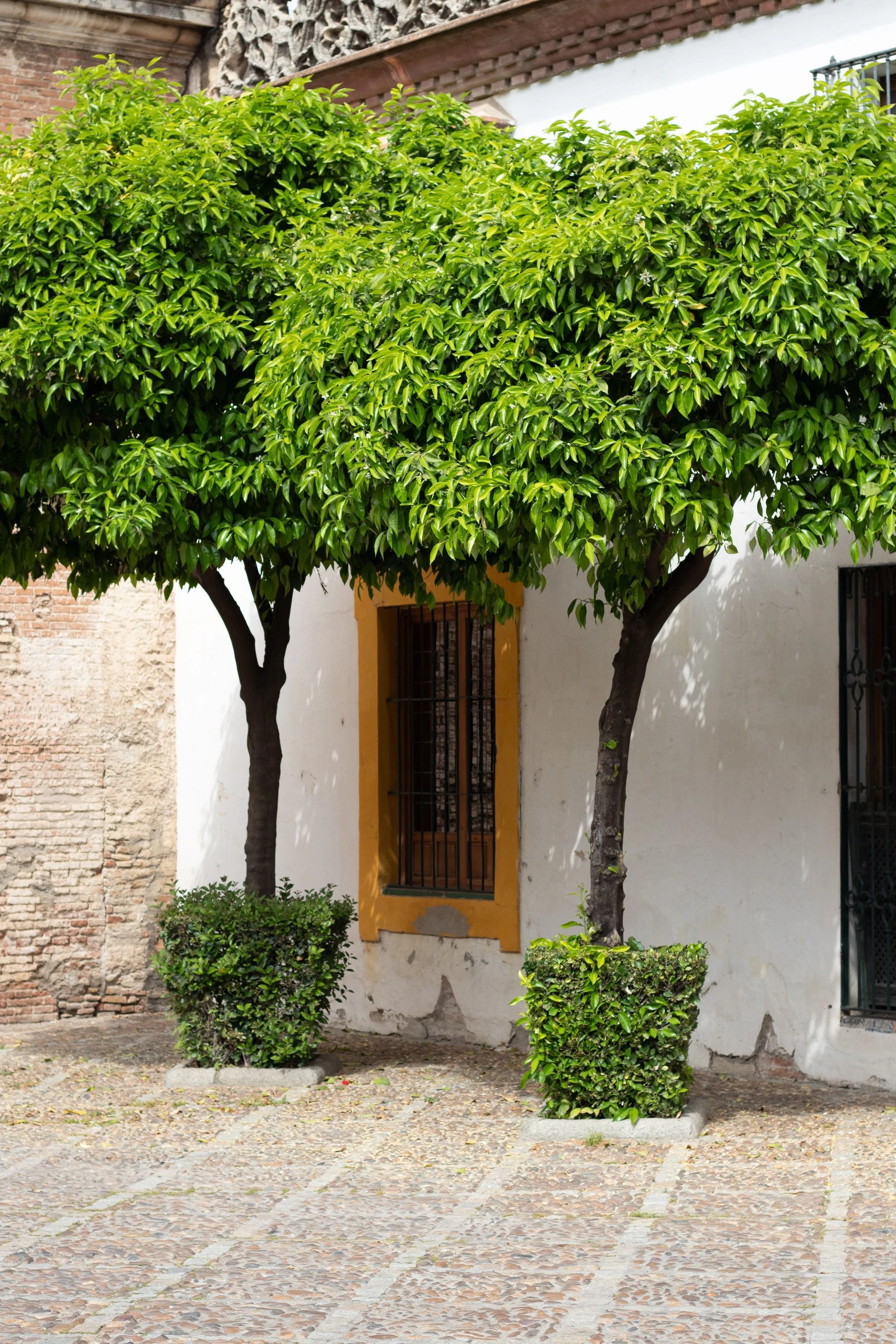 Two small trees planted in square planters in front of a white building with a window and iron bars, on a cobblestone street in Sevilla, Spain.