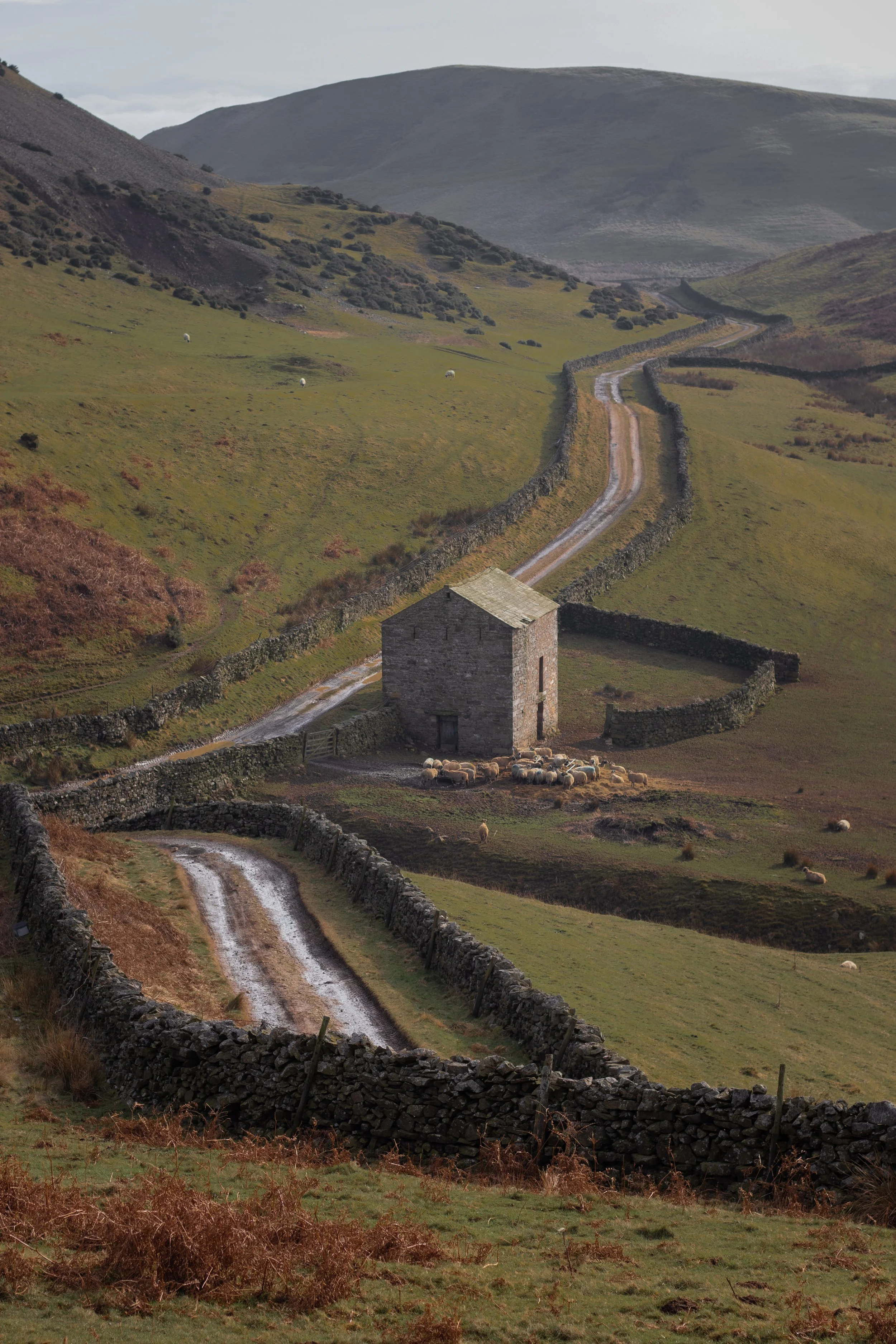 A rural landscape with a winding dirt road, stone walls, and a small stone farmhouse surrounded by sheep and hilly terrain in the distance in The Lake District, United Kingdom.