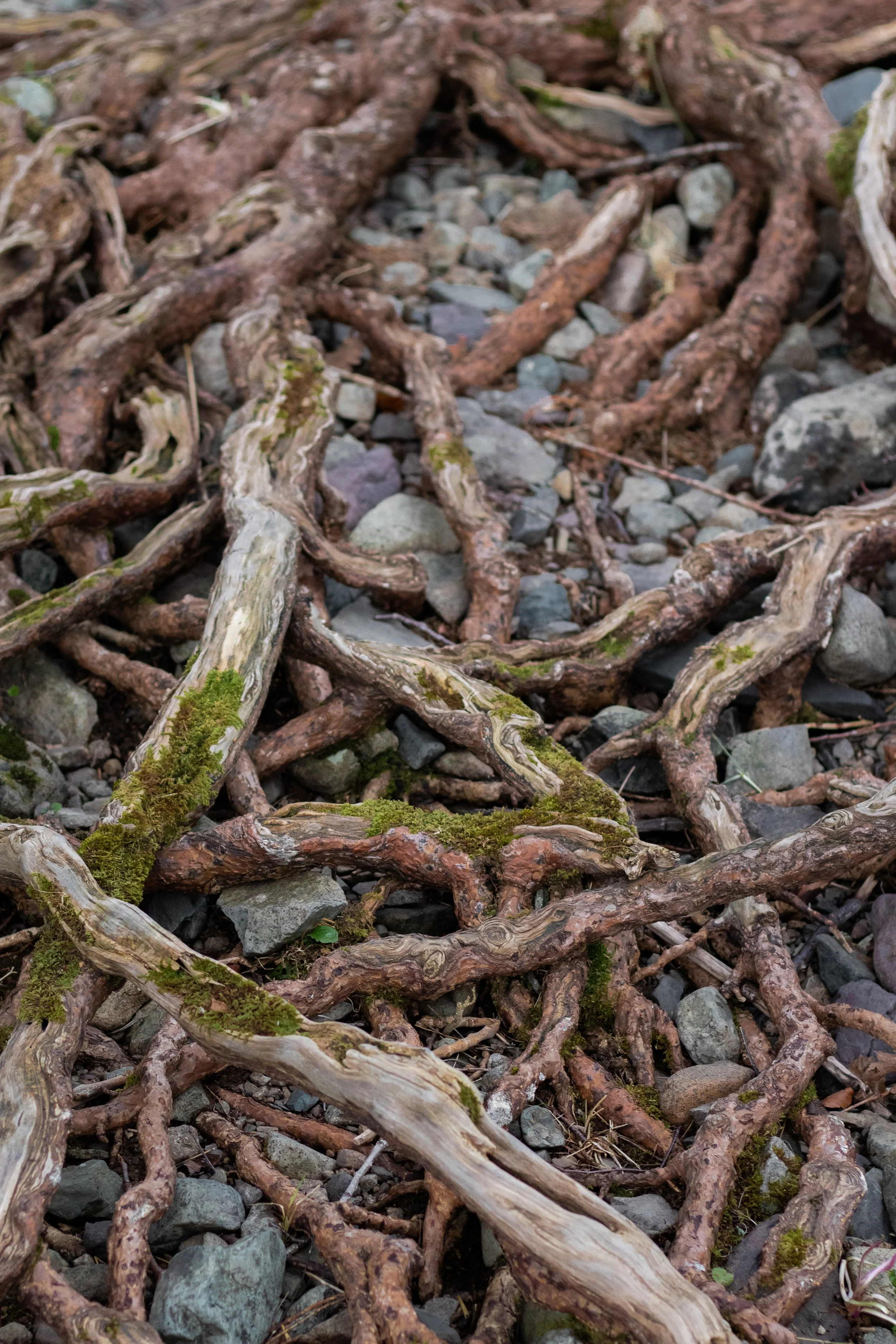 A close-up view of intertwined tree roots on a rocky ground with small stones and patches of moss.