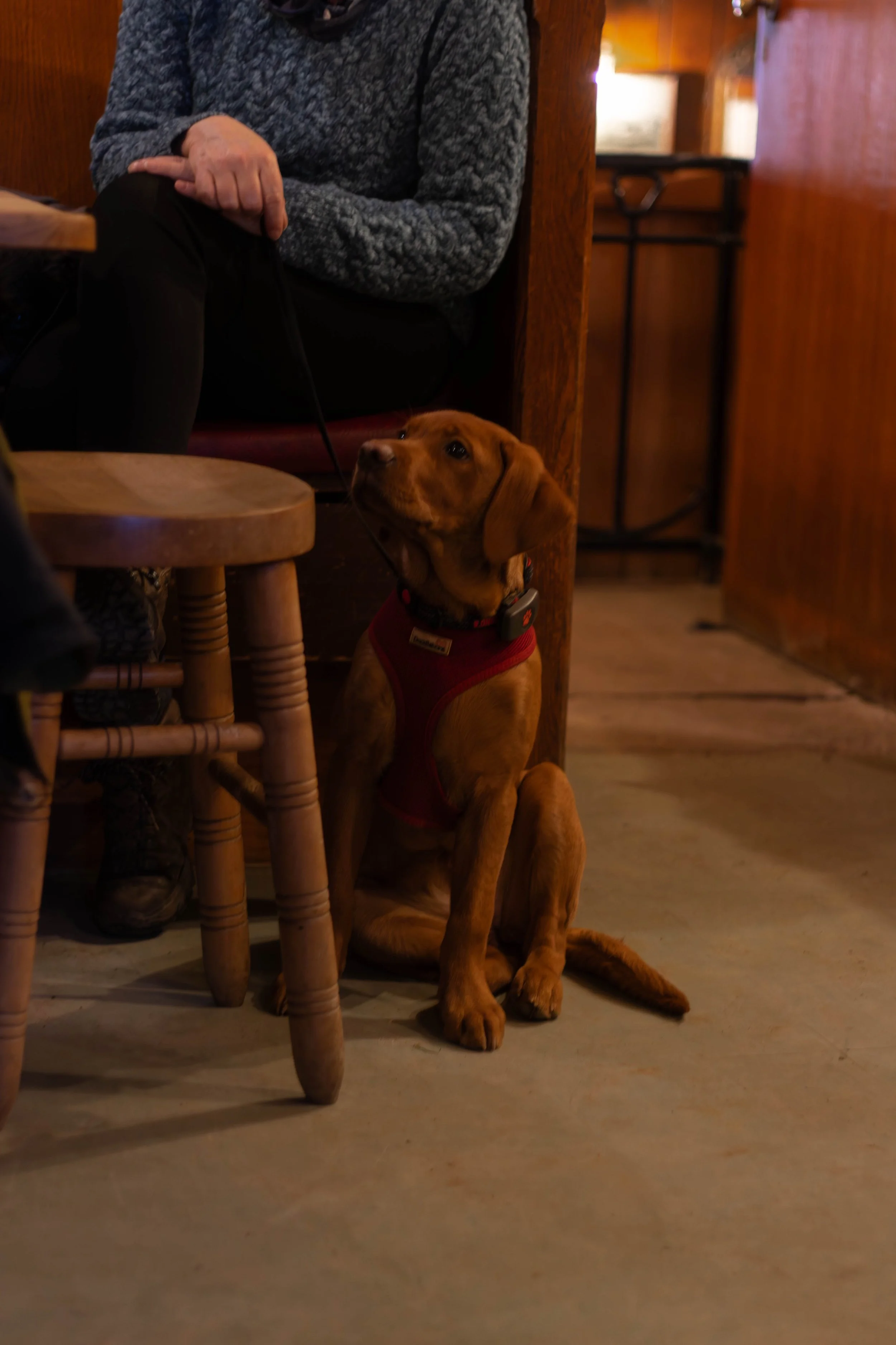 A brown service dog wearing a red harness and a collar, sitting on the floor under a wooden table, looking up at a person seated nearby in a cozy, warmly lit indoor pub setting in Southwold, United Kingdom.
