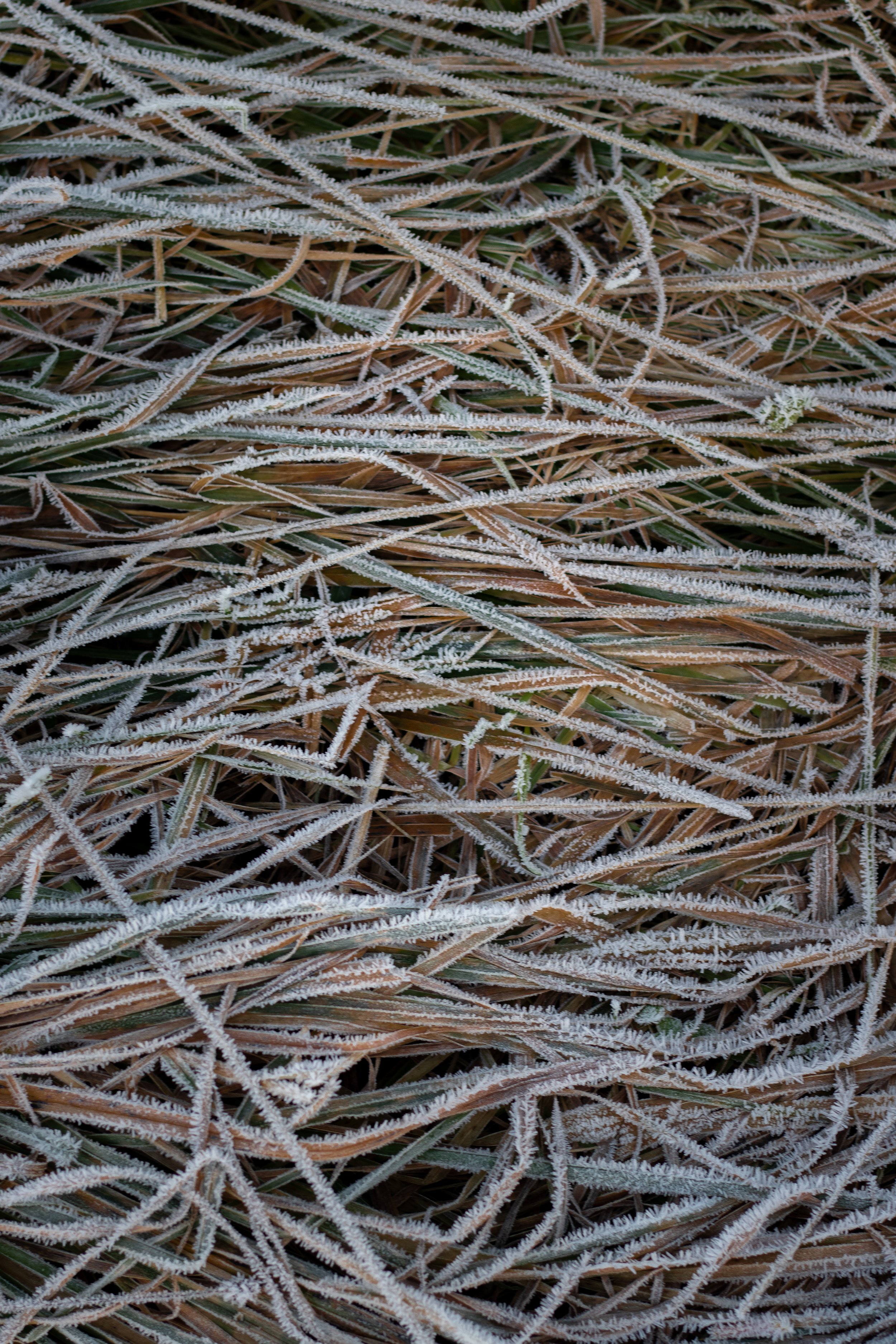 Frost-covered grass blades on the ground with a mix of green and brown colors.