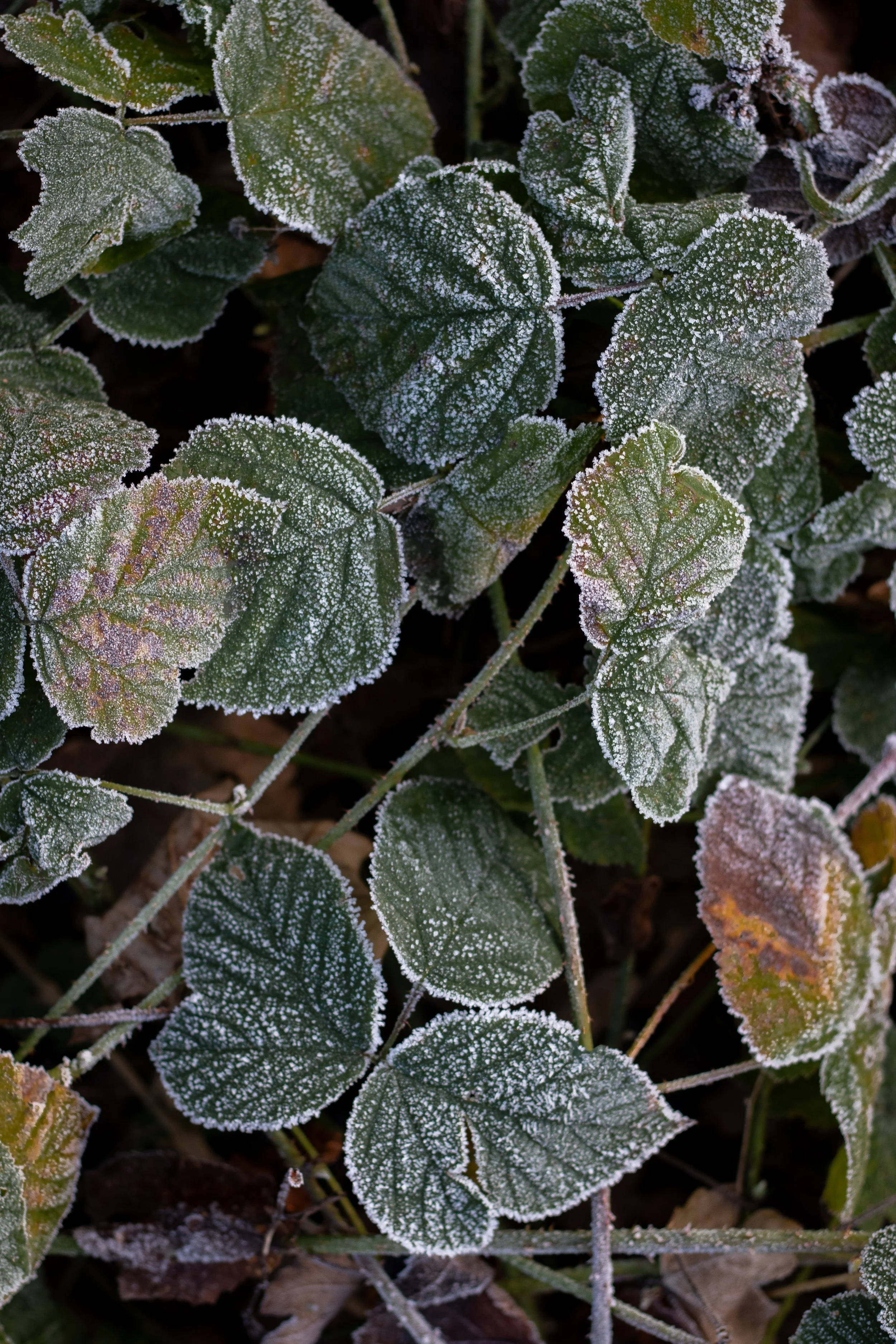 Close-up of green leaves with frosty ice crystals on edges, indicating cold weather.